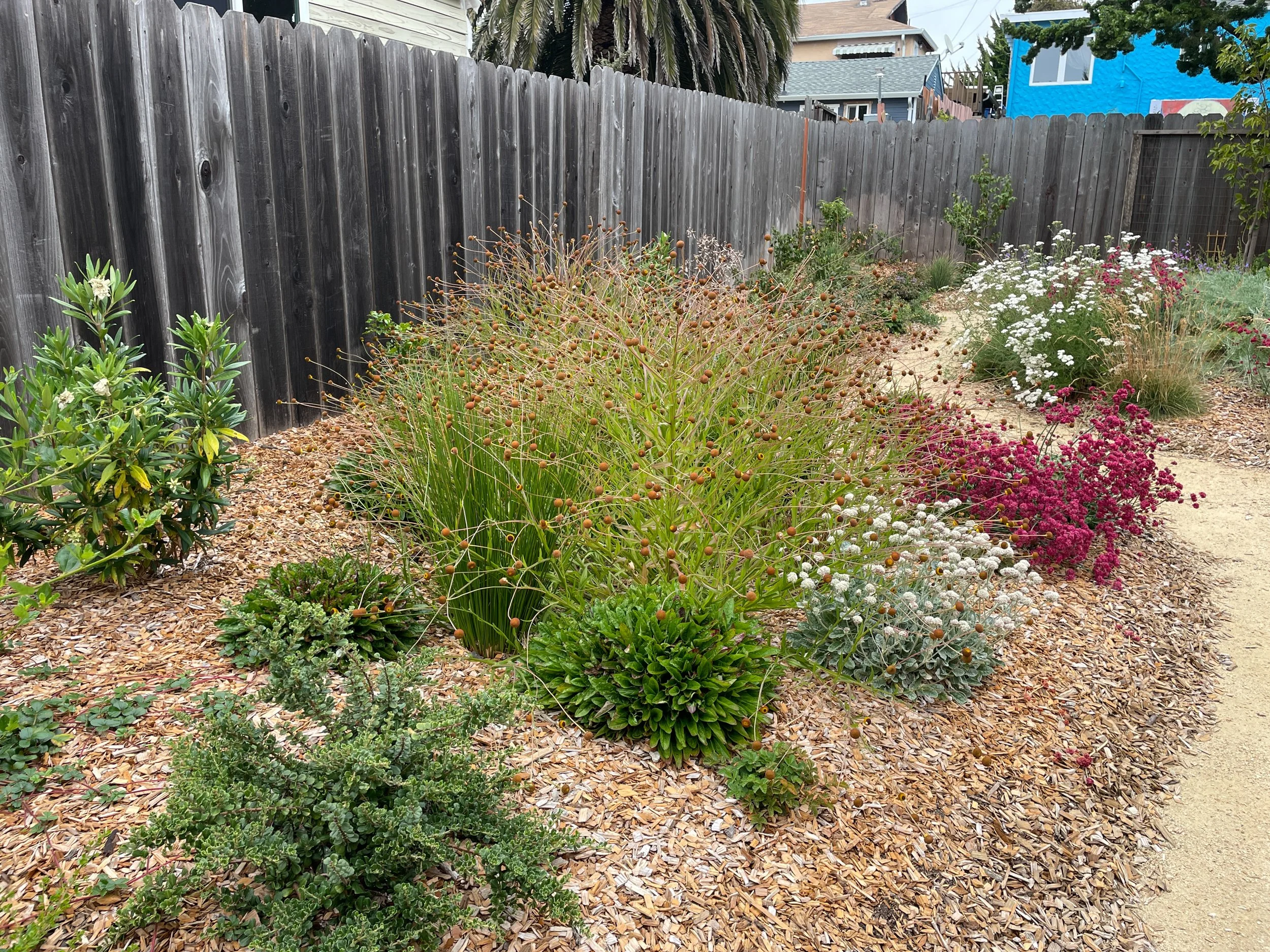 A planted bioswale rain garden slows and sinks water with California native plants that can handle seasonal dryness.
