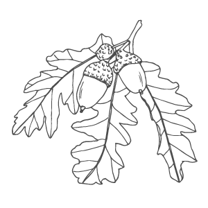 Line drawing illustration Oak Leaf and Acorns quercus by Stephanie McKenna