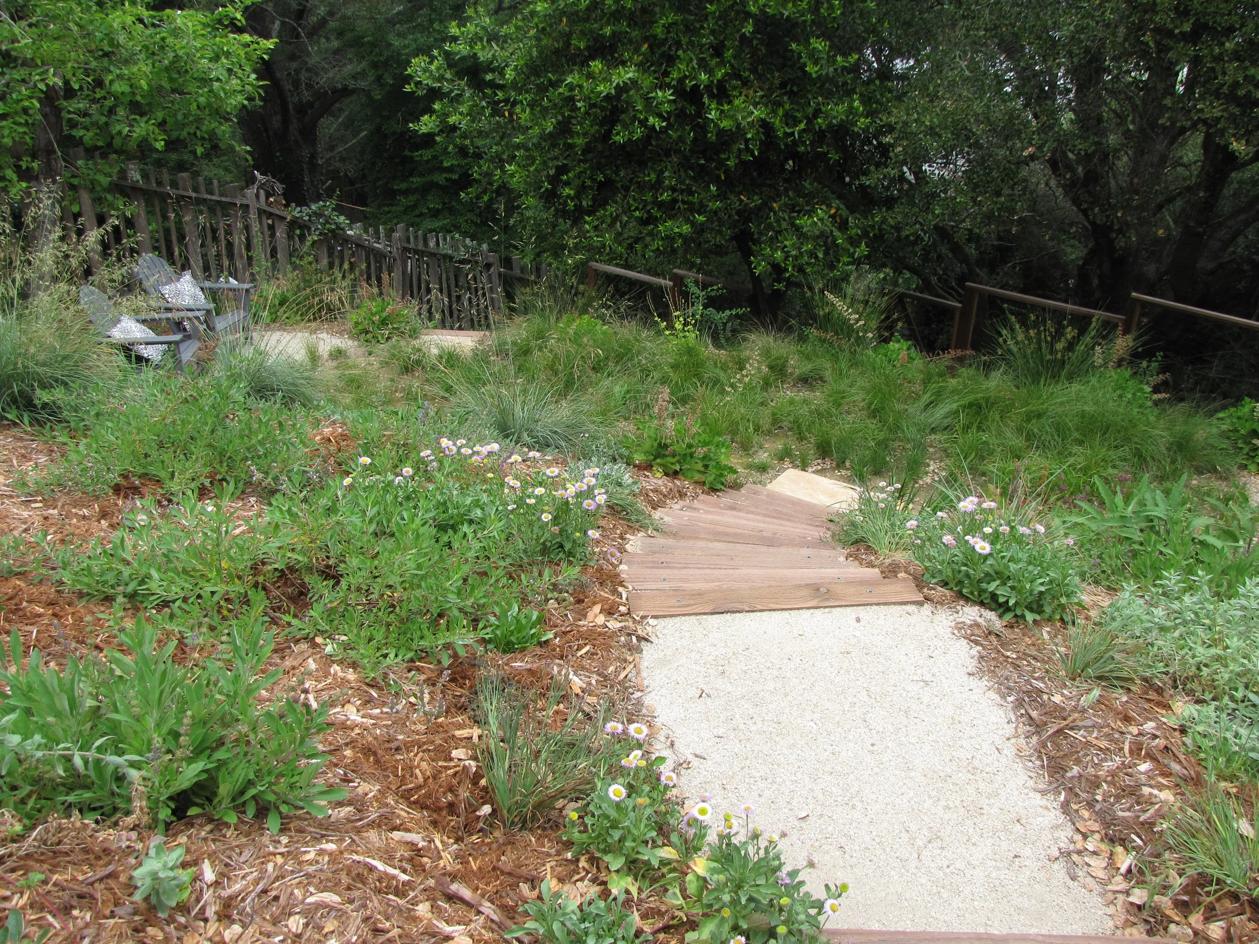 Timber tie steps with decomposed granite treads descend into a sloped back residential california native plant hillside garden with pollinator and bird plantings with a native meadow in Oakland