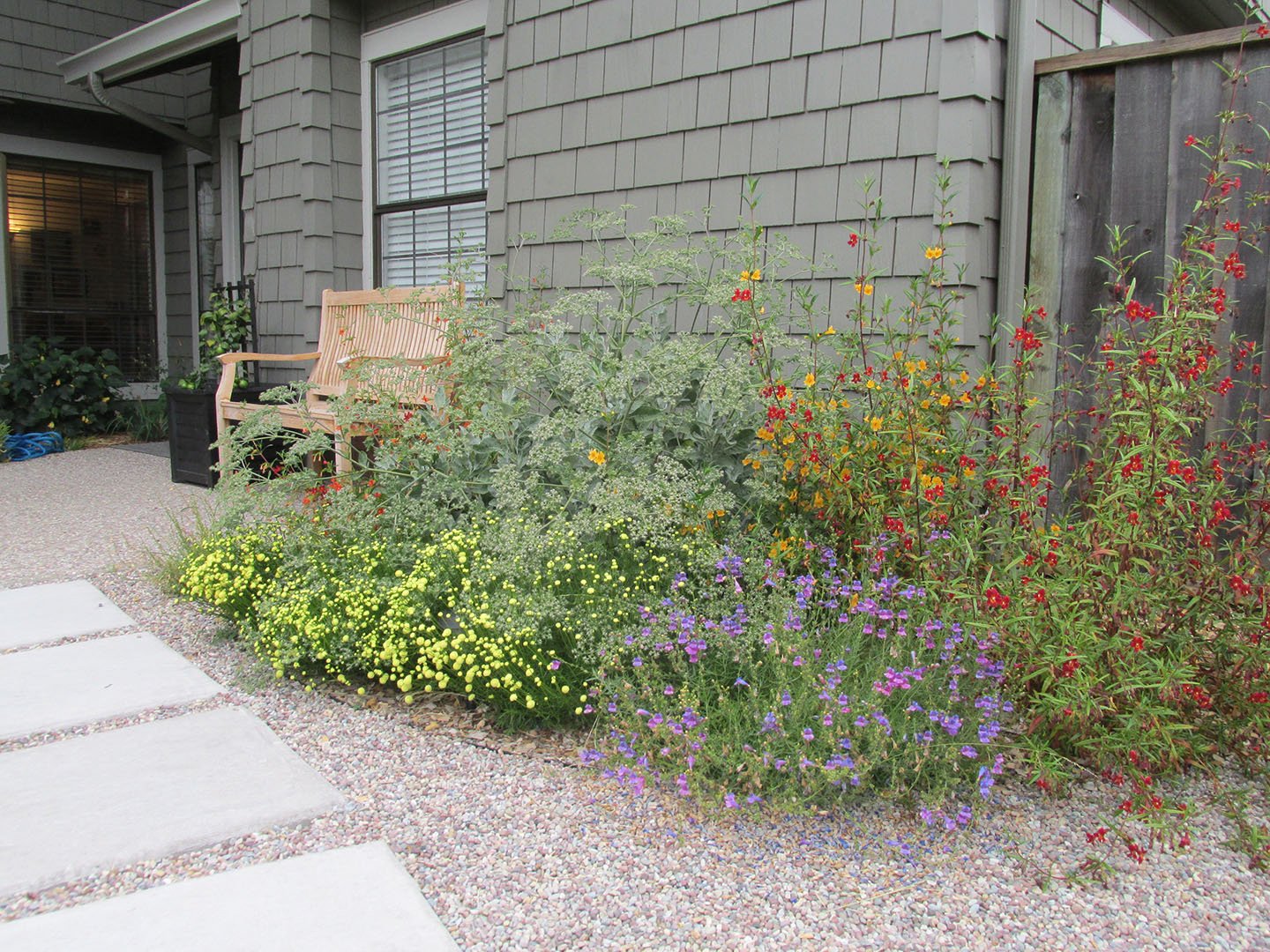 California native plant front garden with concrete pavers, gravel mulch, and yellow red and purple plantings like sulphur buckwheat, penstemon, sticky monkey flower, and eriogonum giganteum st catherines lace