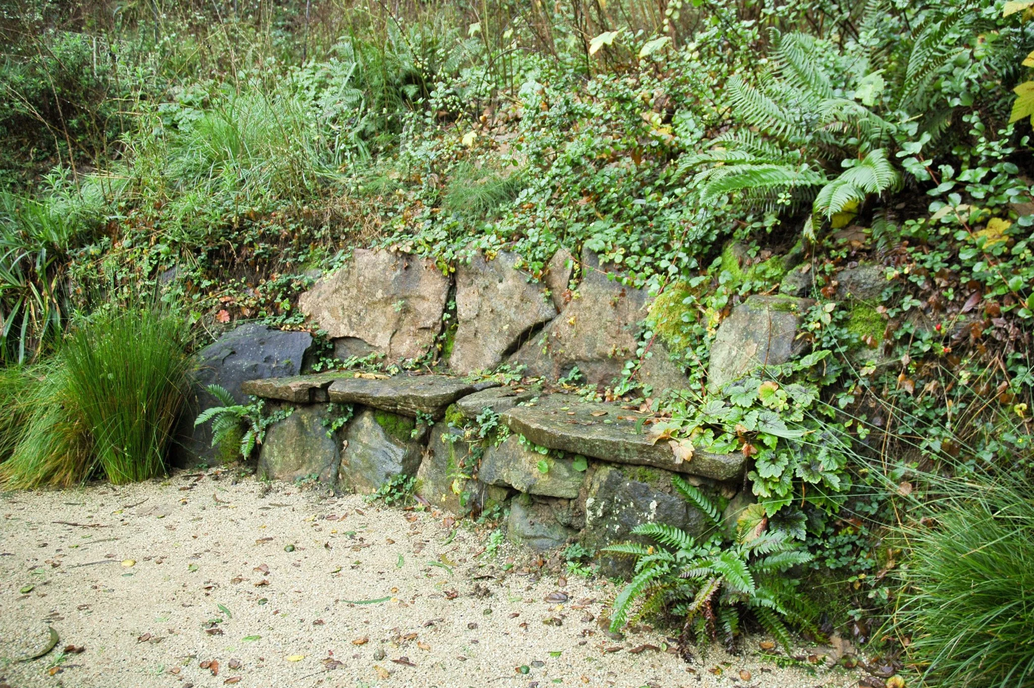 Stone bench built into wall terraced hillside ferns california native plants natural garden seating rock seat in front of decomposed granite patio