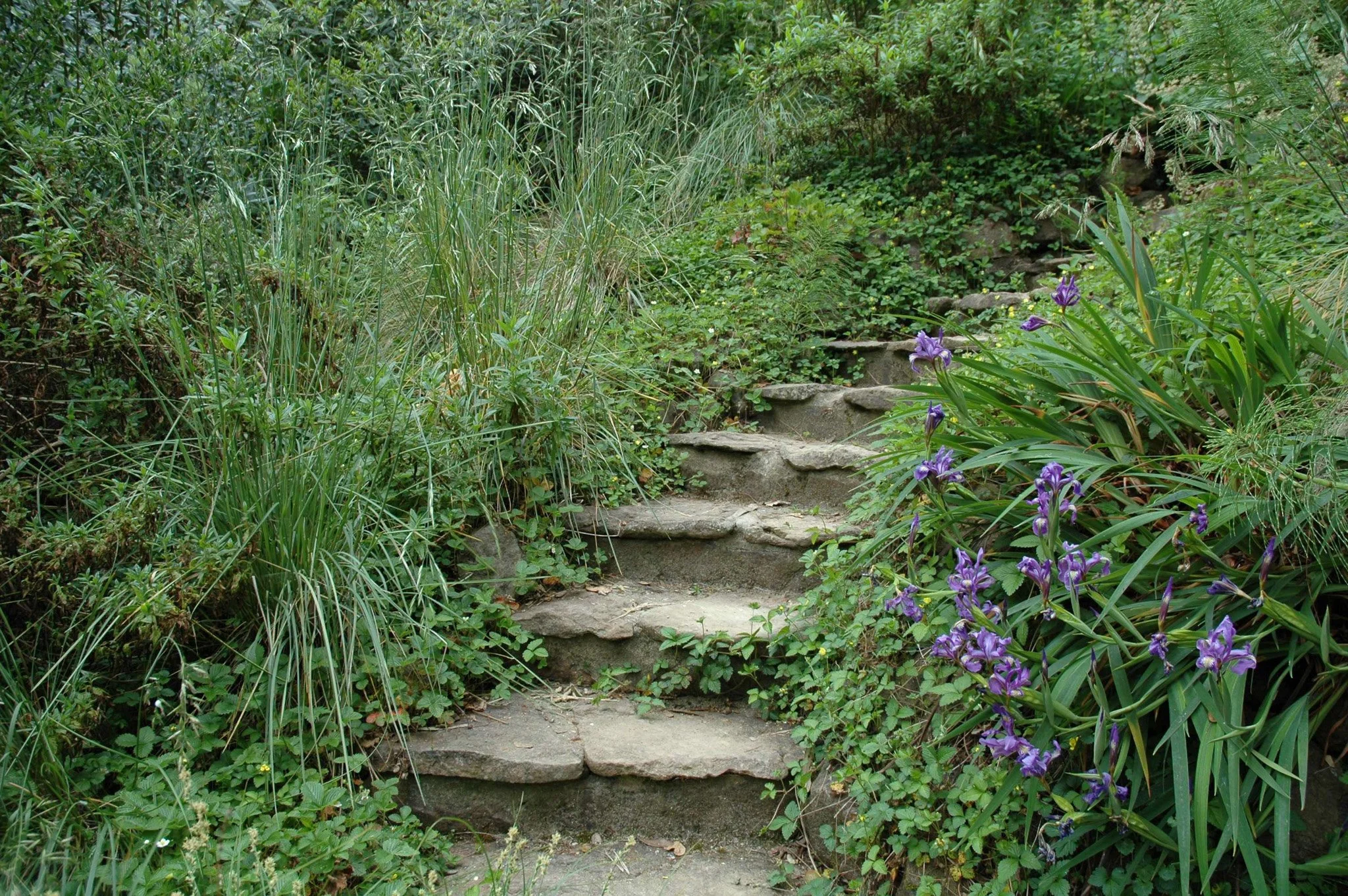Curved flagstone landscape steps in a shady california native plant garden.