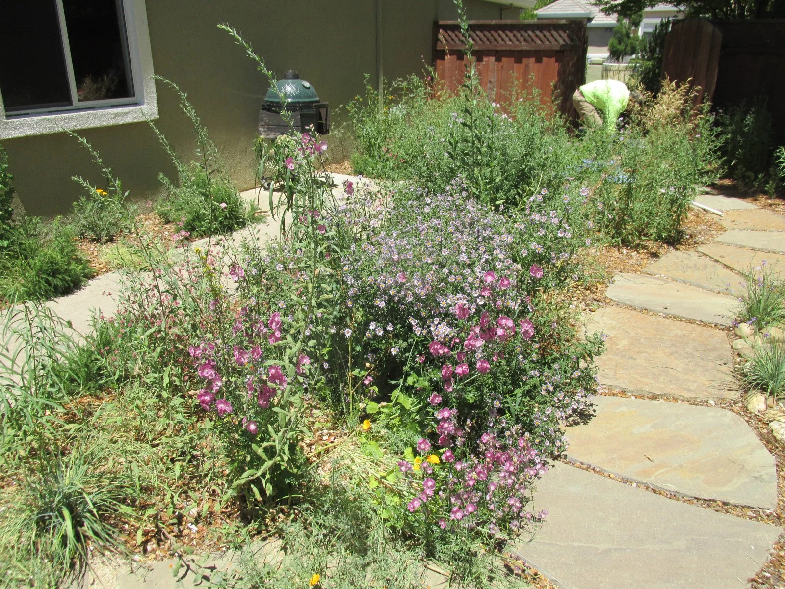 A wild organic natural california native meadow with pink and yellow wildflowers and bunch grass along a grey flagstone pathway.