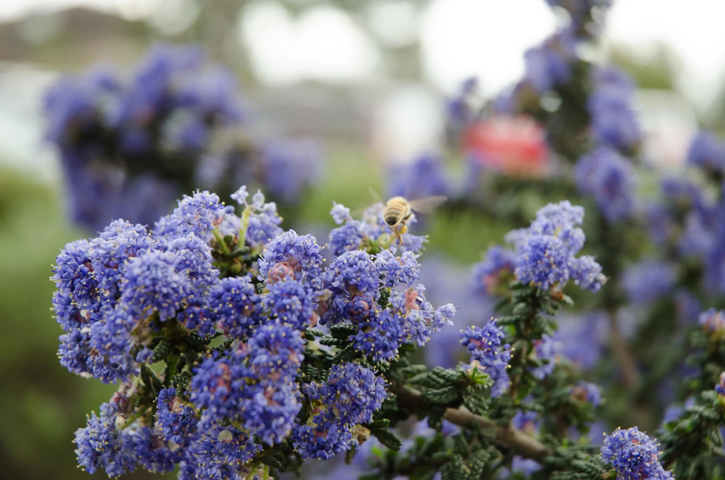 A close up photo of purple california lilac ceanothus blooms flowers and a honey bee pollinator