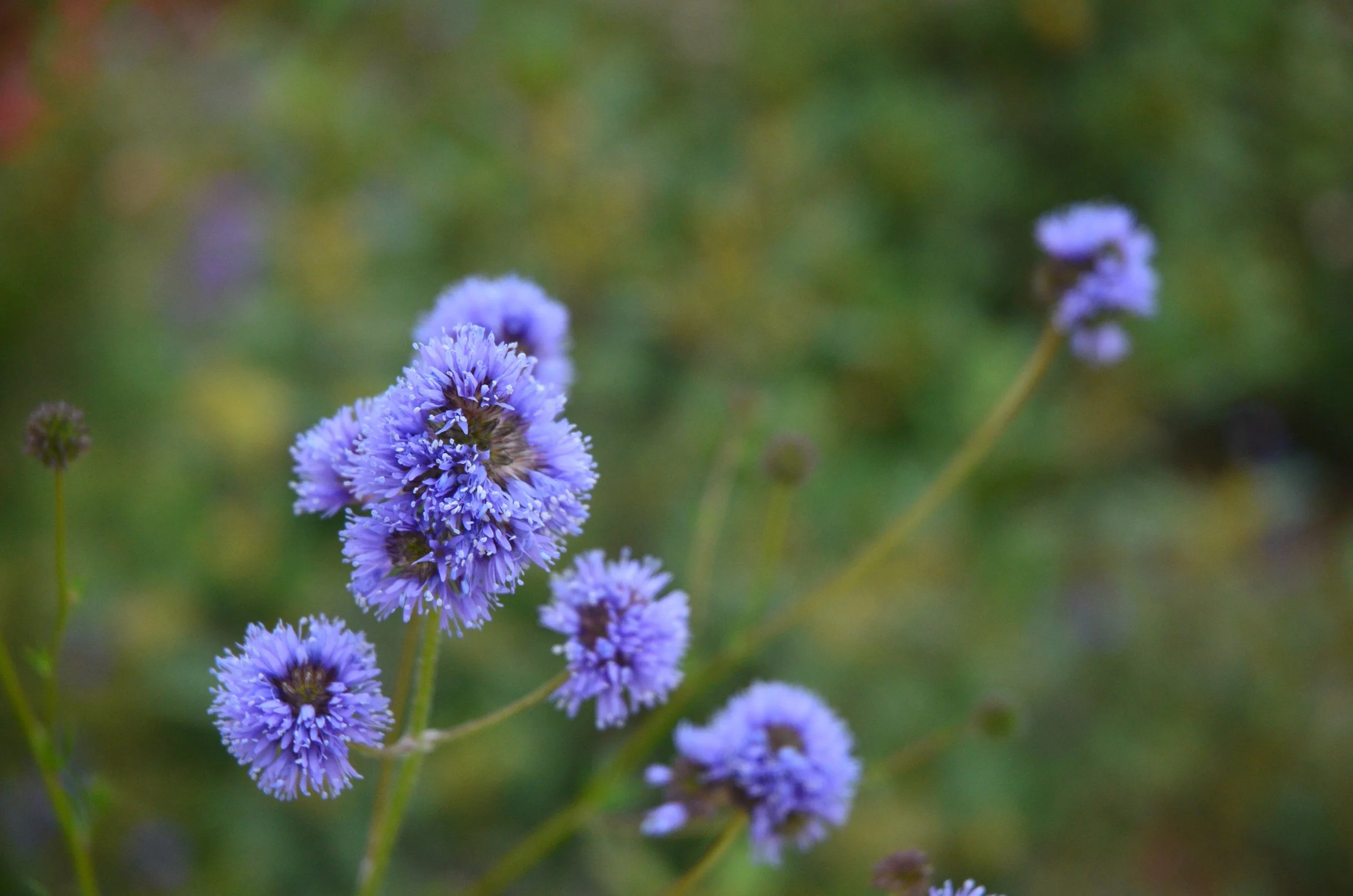 Gilia capitata california native plant closeup photo blue purple round flower