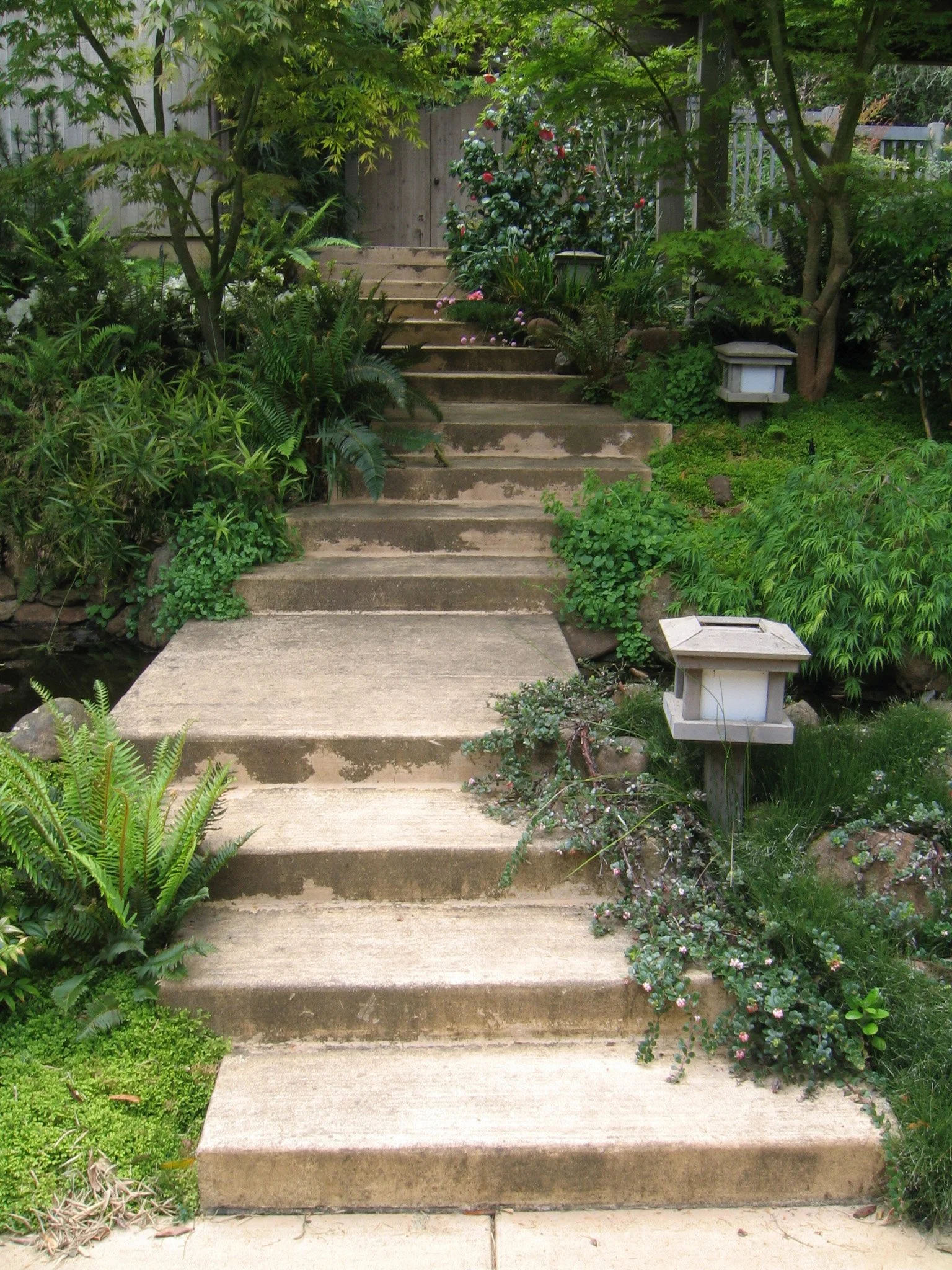 Formed concrete steps in an organic shape through a shady california native plant garden.