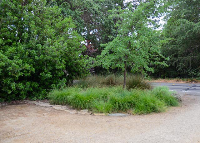 A planted bioswale rain garden slows and sinks water with California native plants that can handle seasonal wetness.