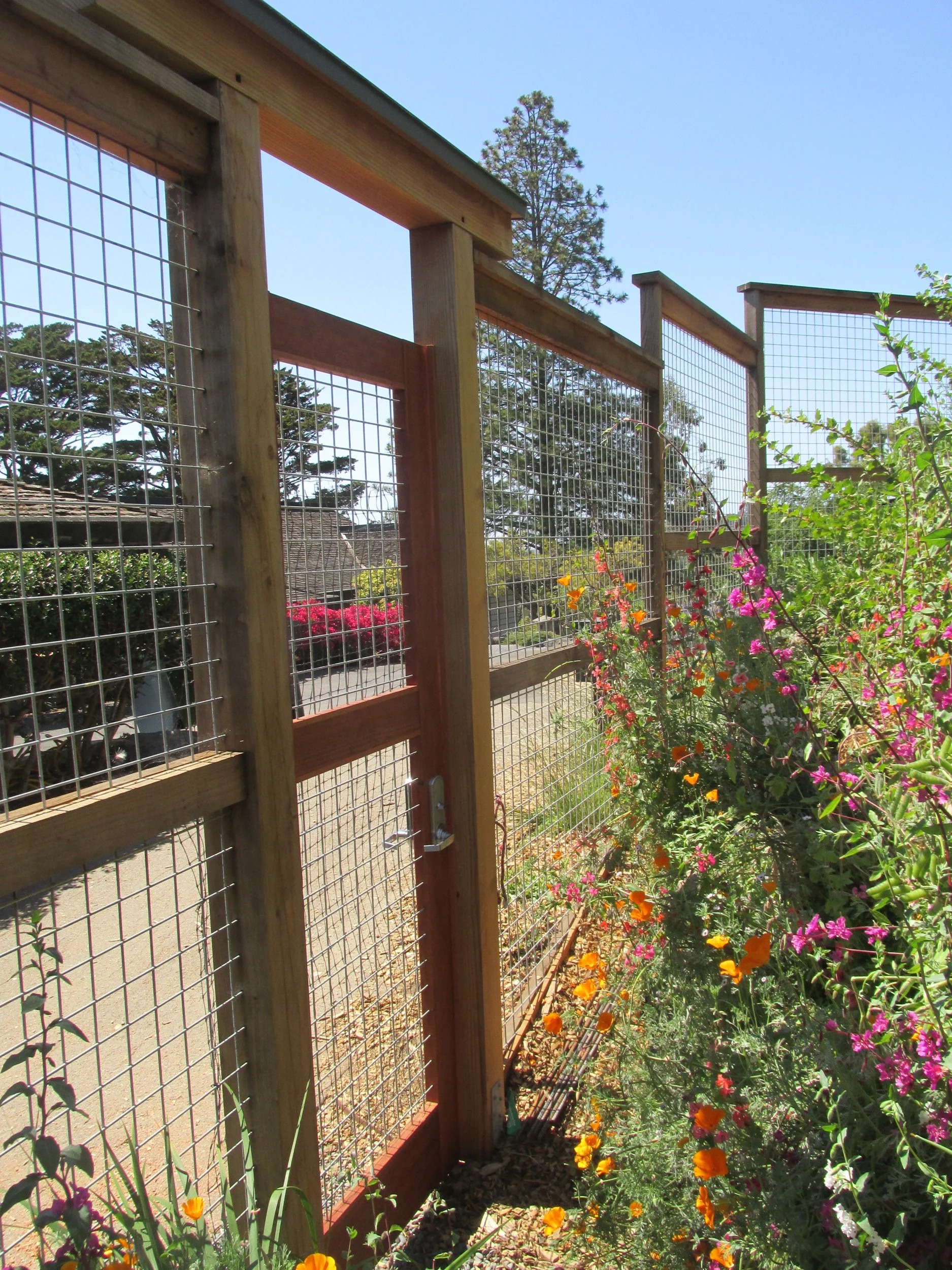 A wood fence with hog wire infill in a california native plant garden