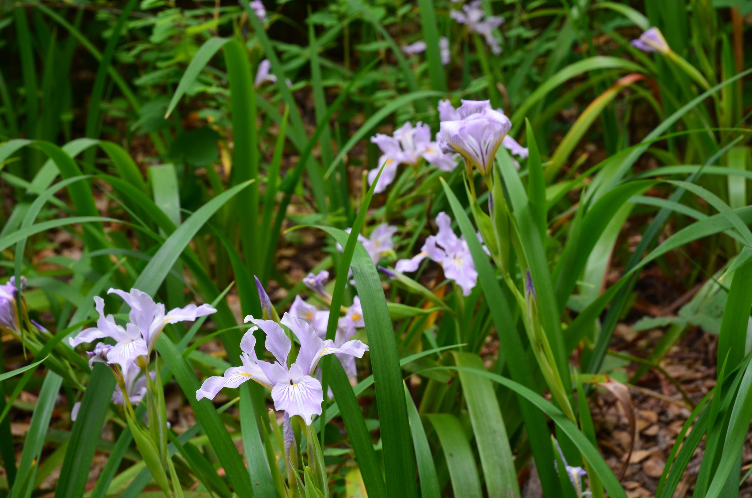 Pink lavender douglas iris Iris douglasiana california native plant woodland garden