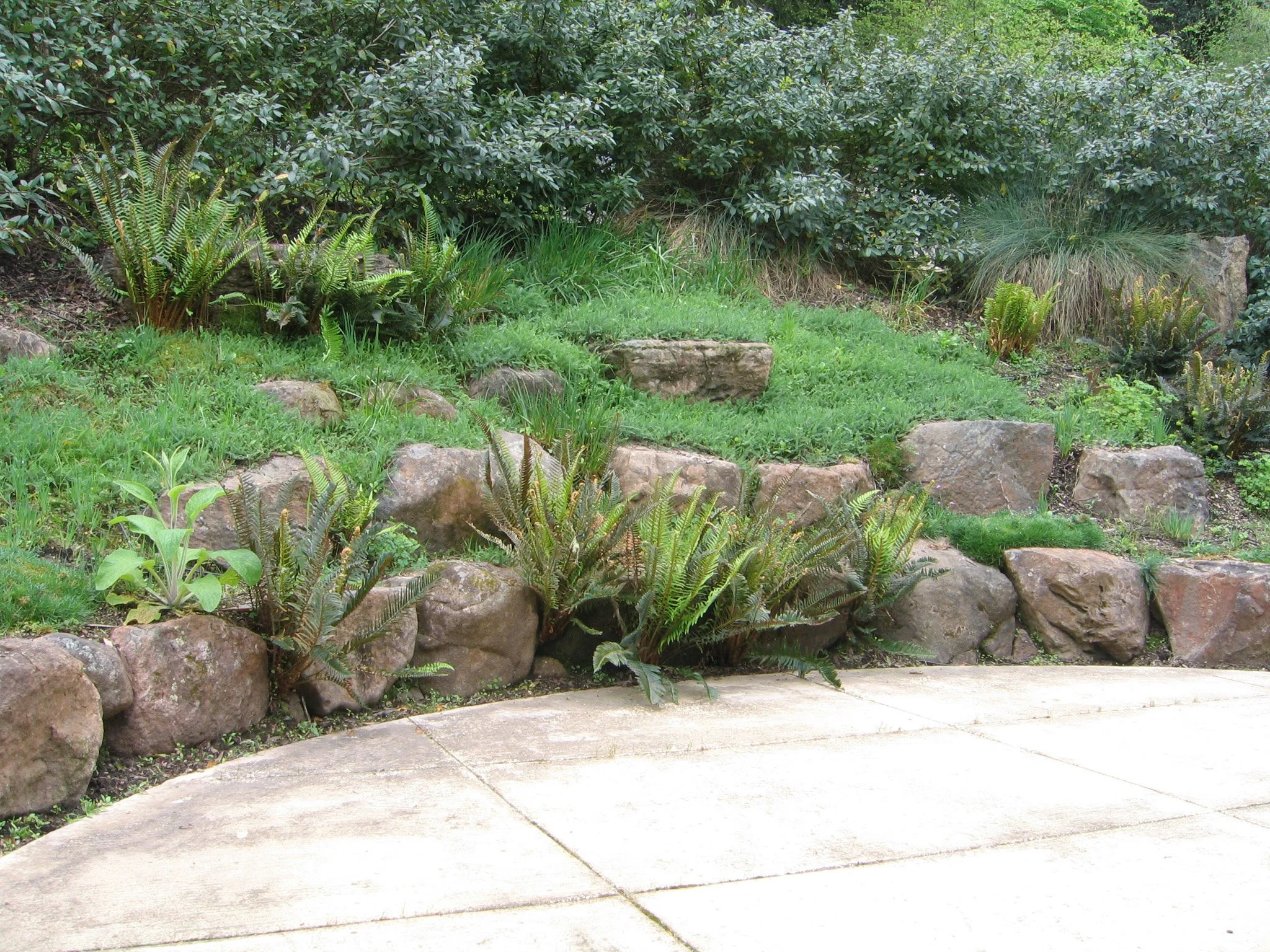 Natural boulder low retaining wall with california native plants and ferns in front of poured concrete circular patio.