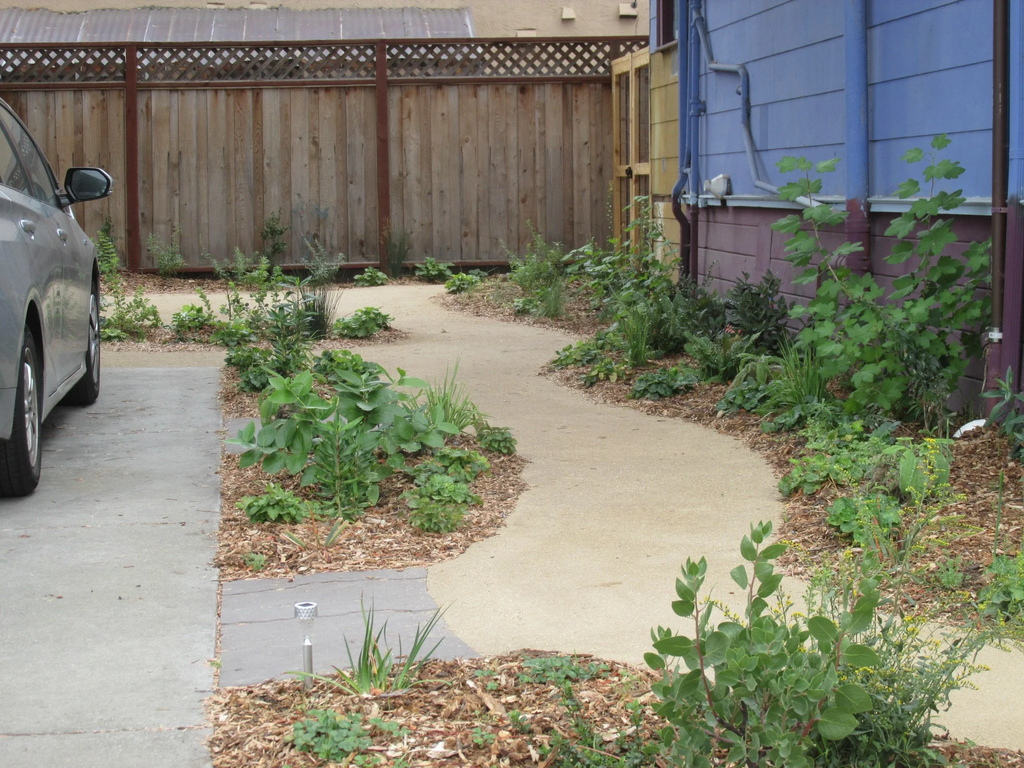 A curving organic tan decomposed granite pathway in a residential garden along a driveway parking spot with california native plants.