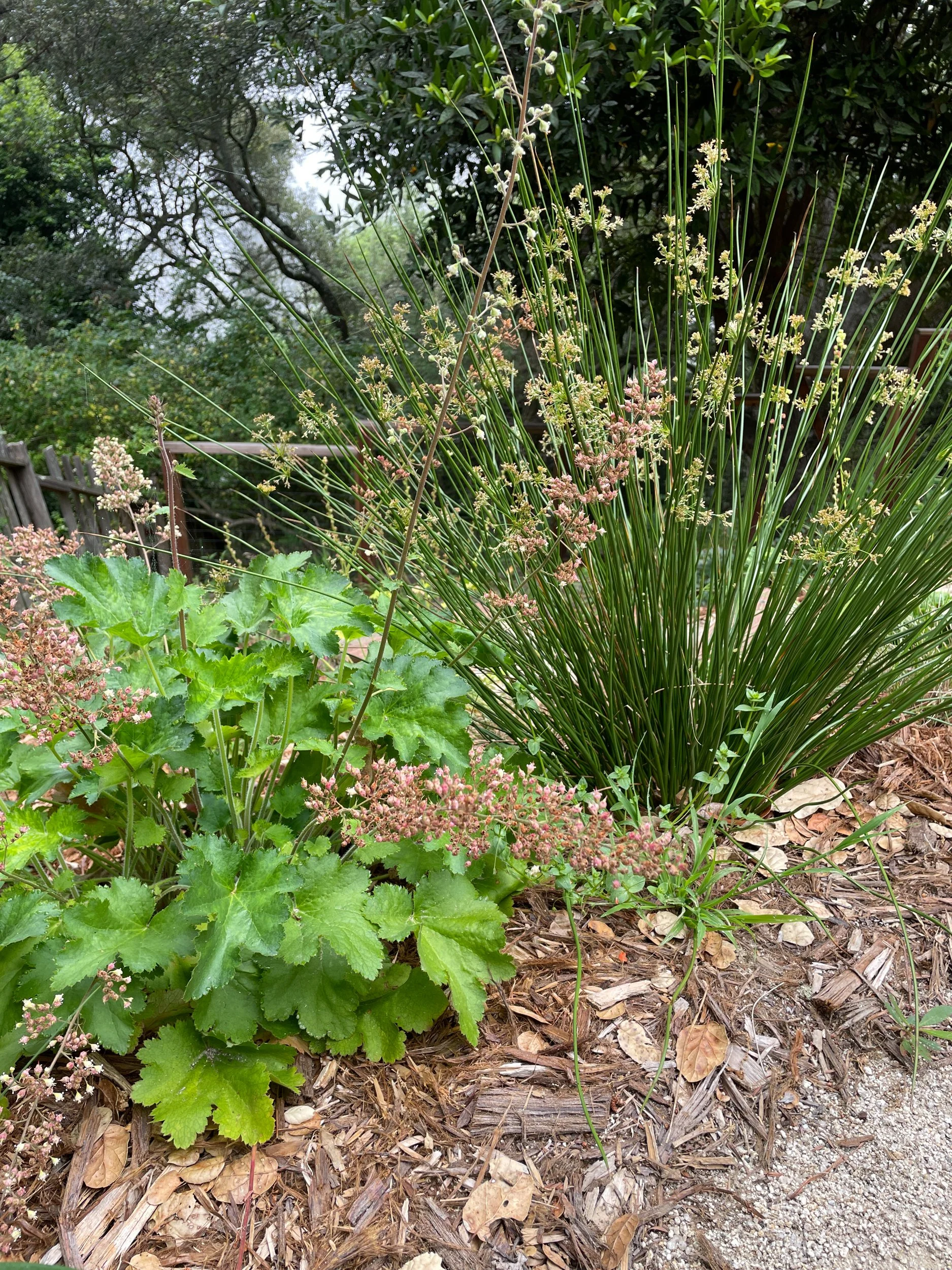Heuchera maxima and juncus in a california native plant hillside garden in oakland