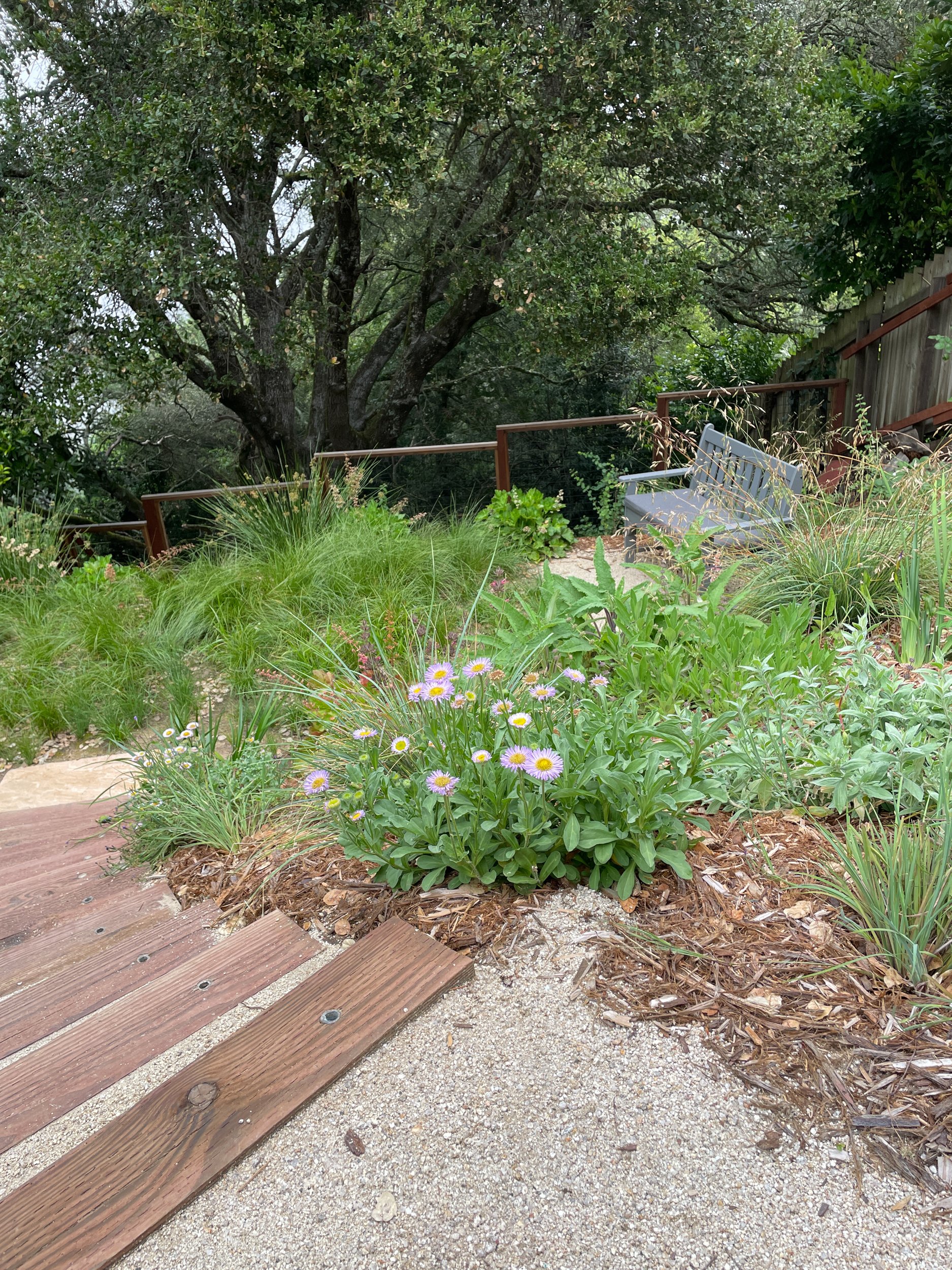 California Aster (Symphyotrichum chilense) in a residential hillside native plant garden in Oakland next to timber tie steps with decomposed granite landings and a native meadow
