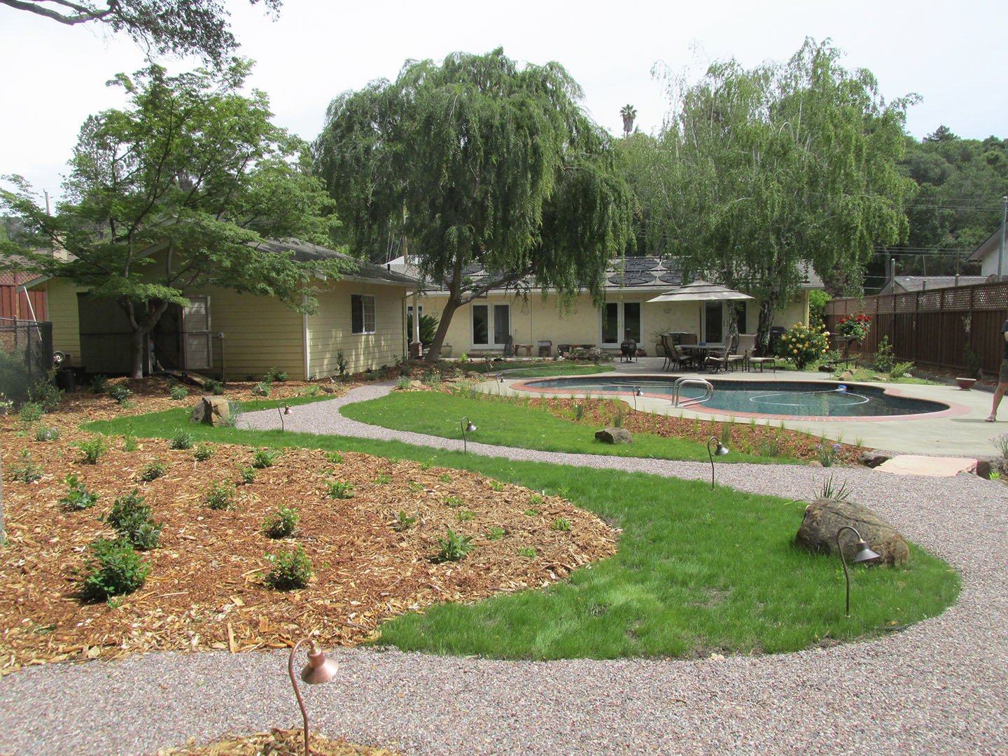 California native lawn alternative meadow grass in a residential backyard garden near a pool with a grey gravel pathway.