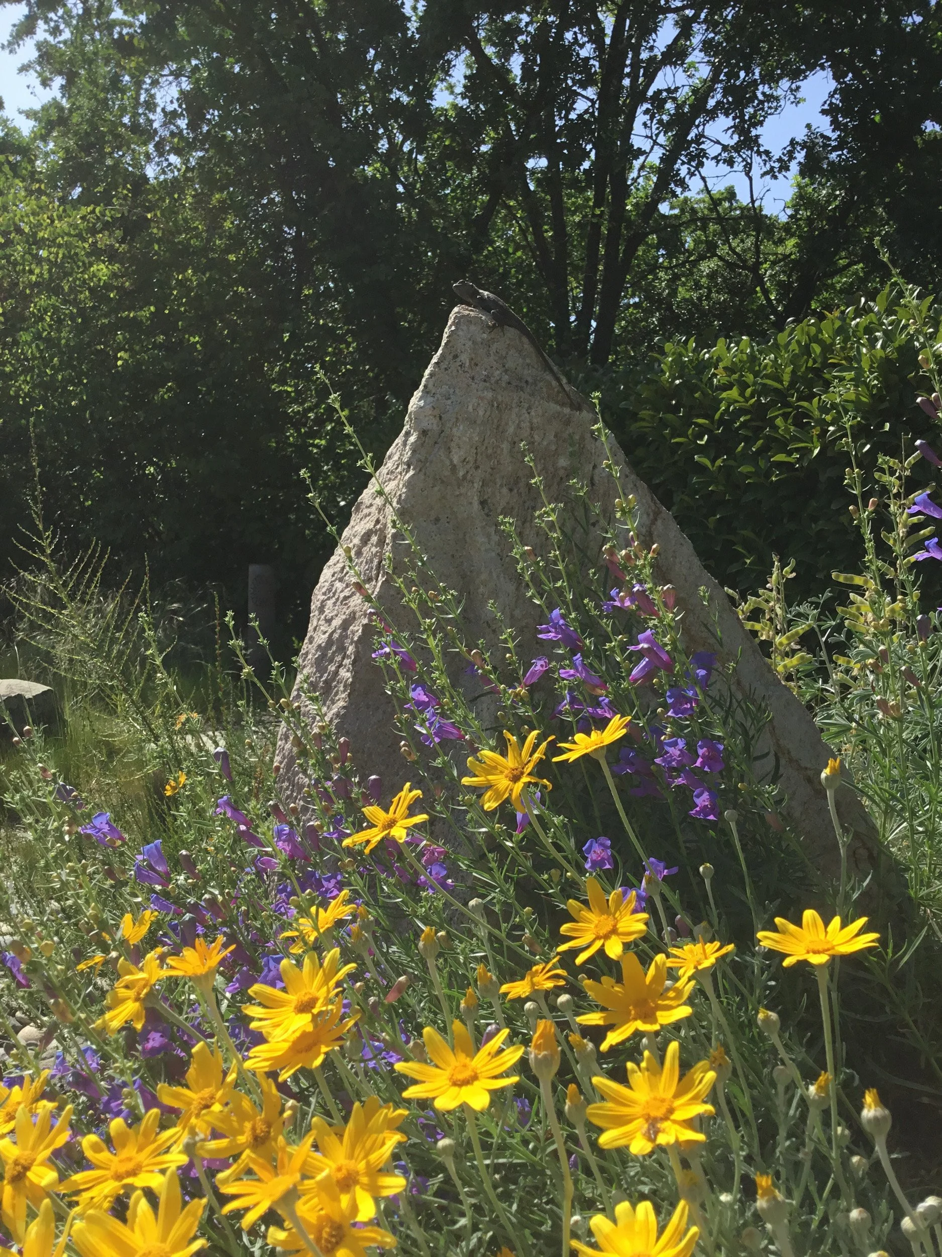 A triangular rock mimics the Diablo mountain range surrounded by yellow and purple blooming California wildflowers.