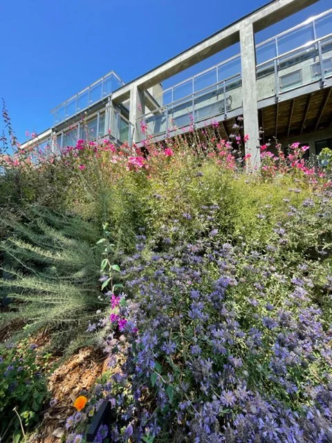 A hillside residential garden with california native plants naturalistic wild blooming purple sage artemesia sagebrush