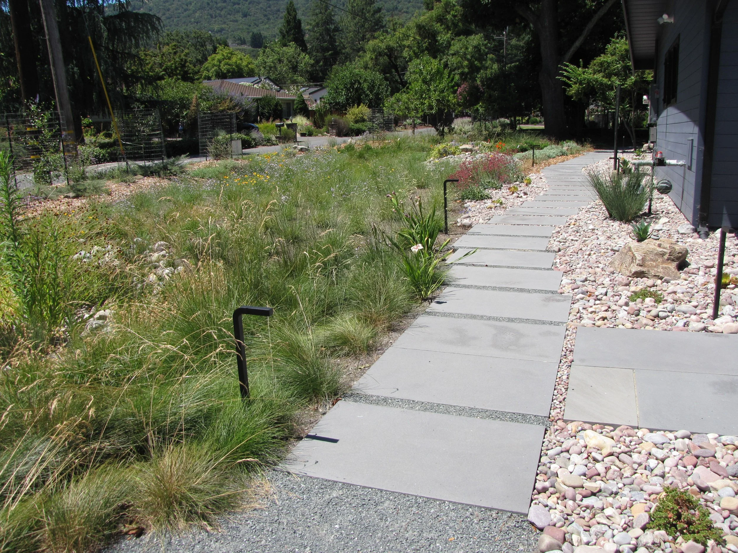Front garden landscape design bluestone pavers modern paving pathway meadow california native plants east bay firewise waterwise bioswale rain garden