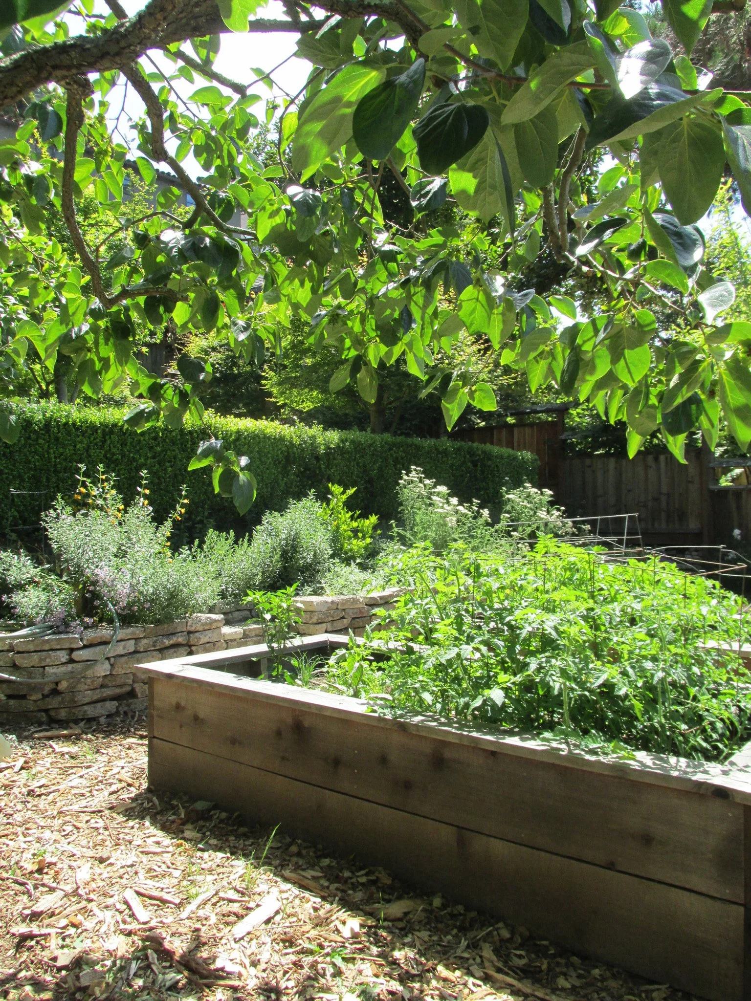 Custom built wood raised beds with vegetables and a mulch pathway.