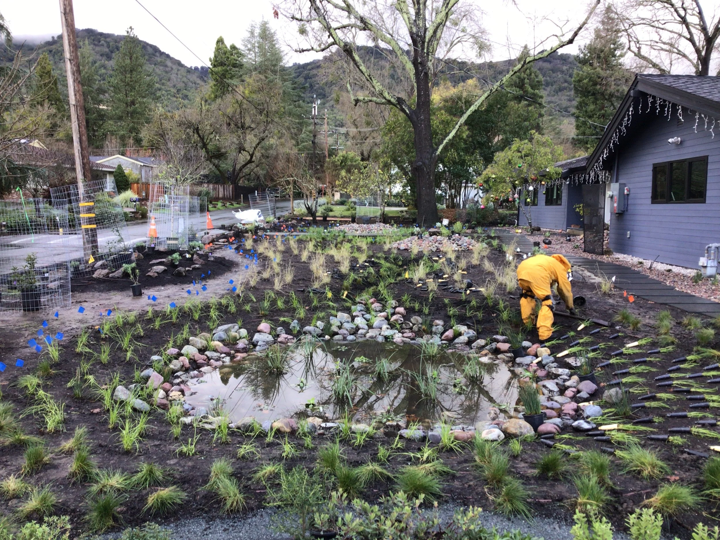 A planted bioswale to slow and sink water during a storm in this front garden california native plant landscape surrounded by a native meadow with rocks and pebbles.