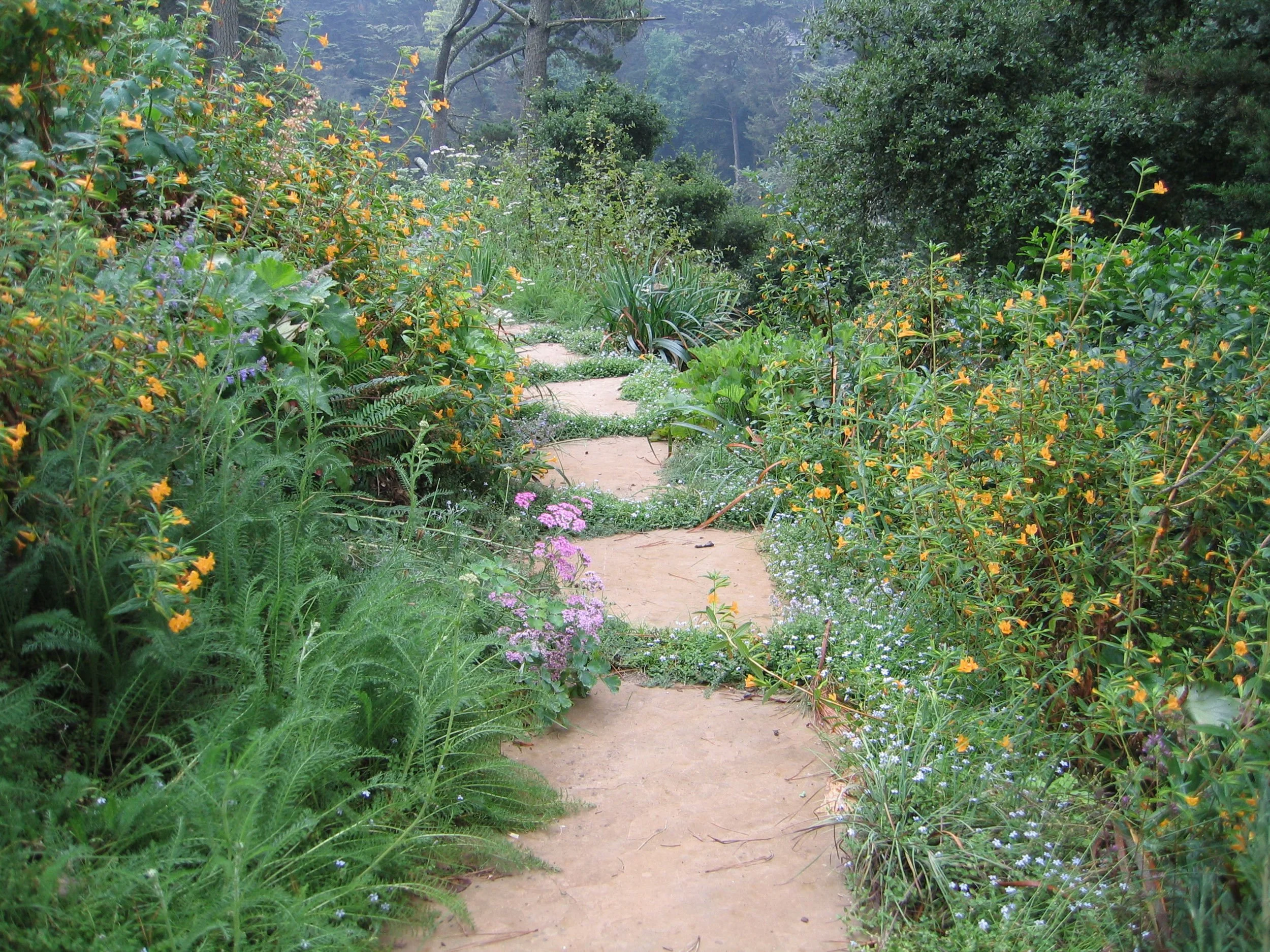 A natural curving flagstone pathway runs along this terraced hillside garden planted with California native plants.