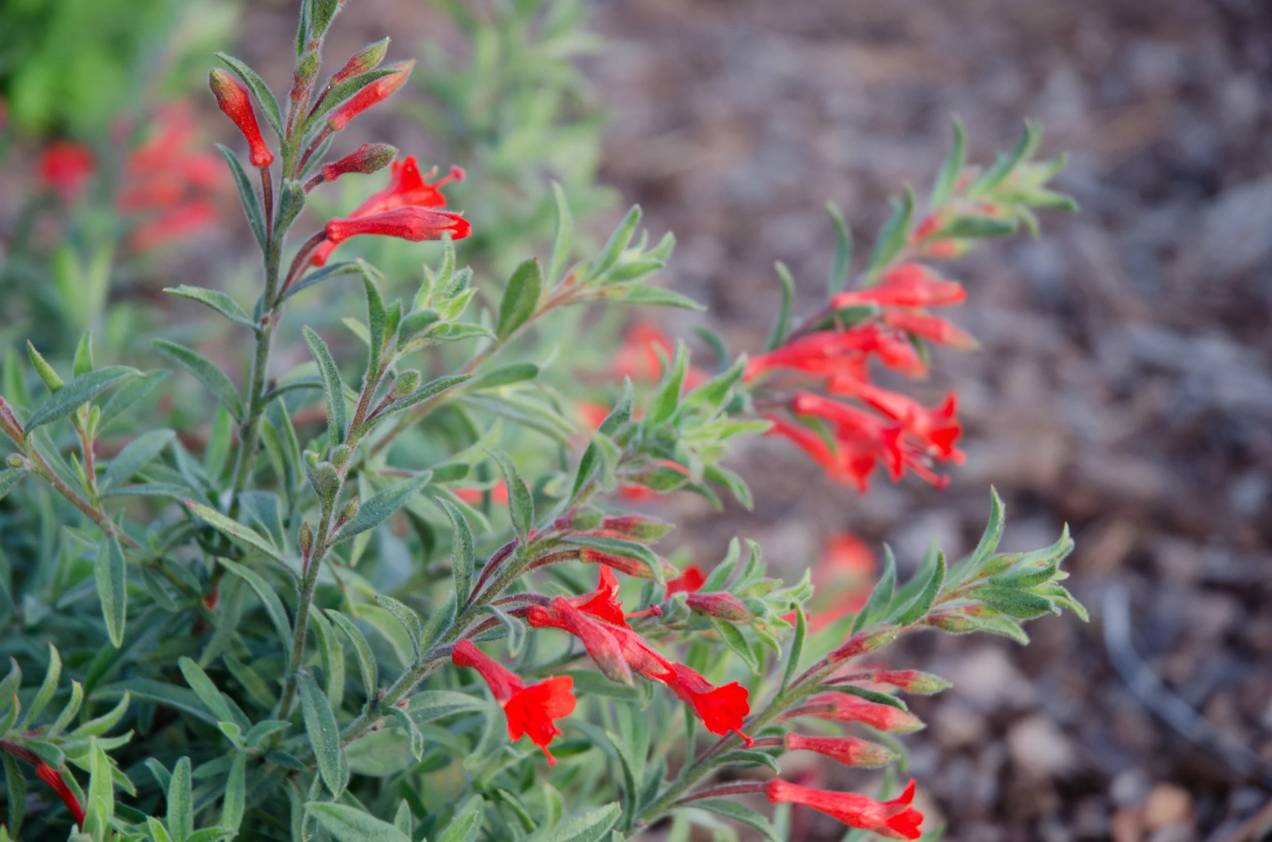 Closeup of red blooming california fuchsia epilobium canum