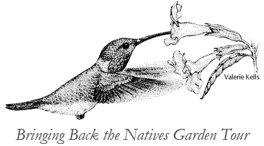 Featured on the Bringing Back the Natives Garden Tour