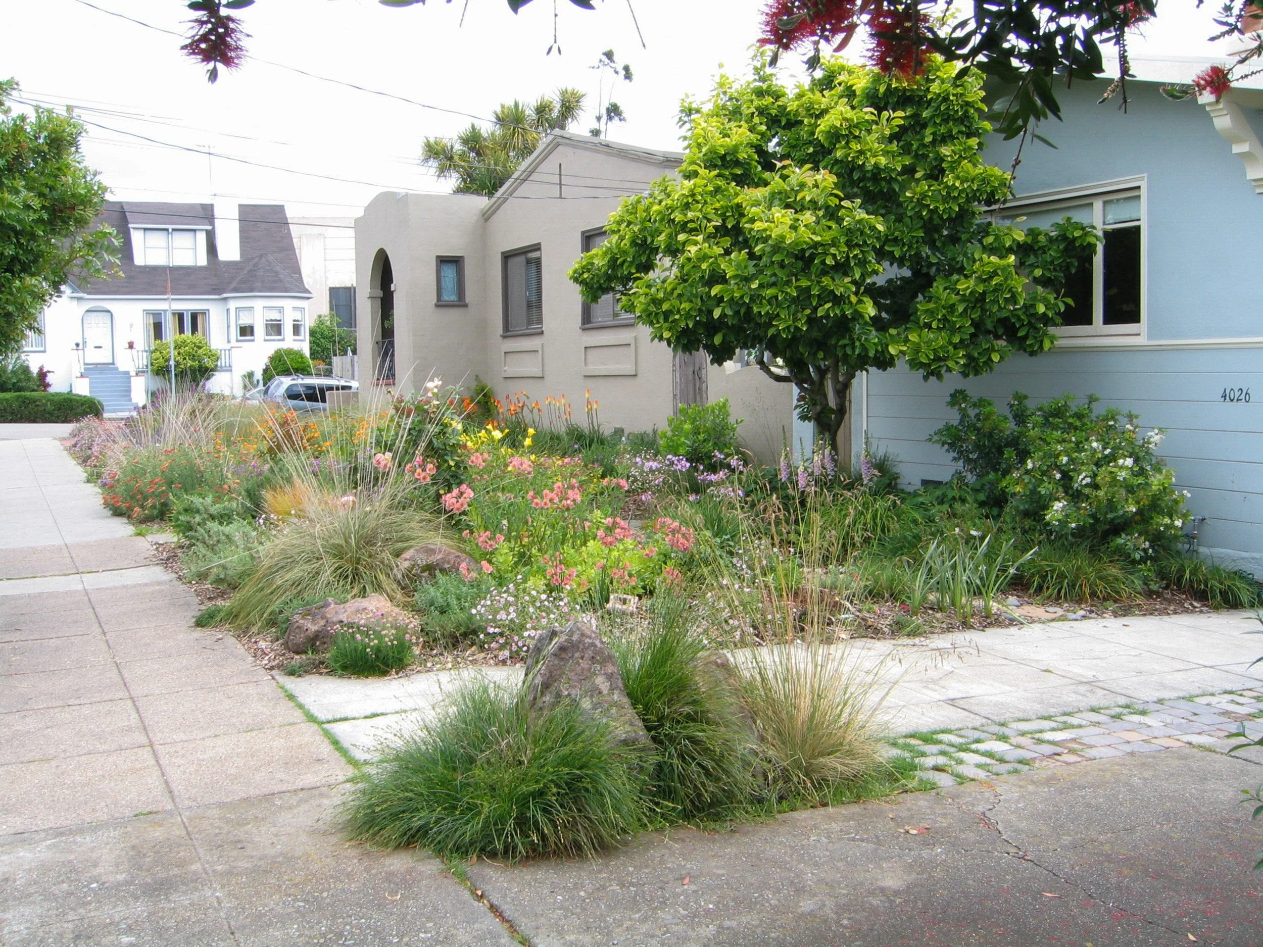 Front yard landscape grass boulder urban neighborhood pink yellow lush california landscape design