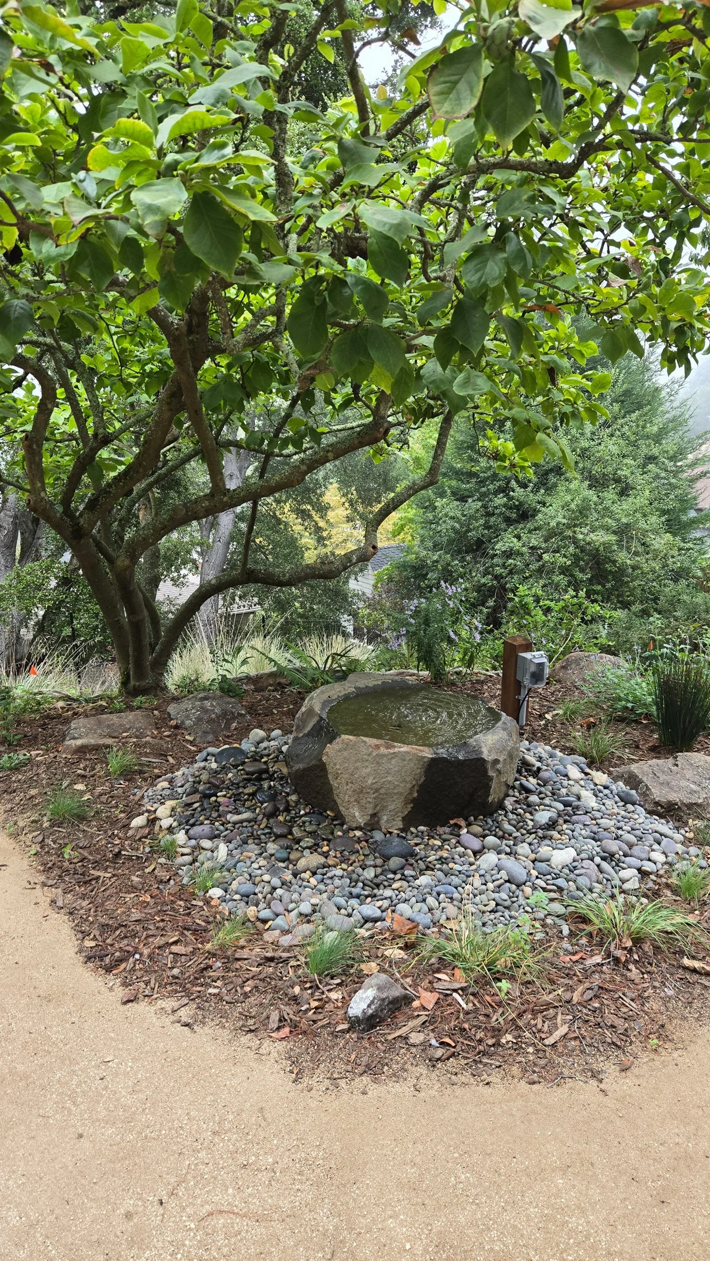 A low wide stone rock fountain bird bath surrounded by grey pebble stone under a tree next to tan decomposed granite pathway in a california native plant garden.