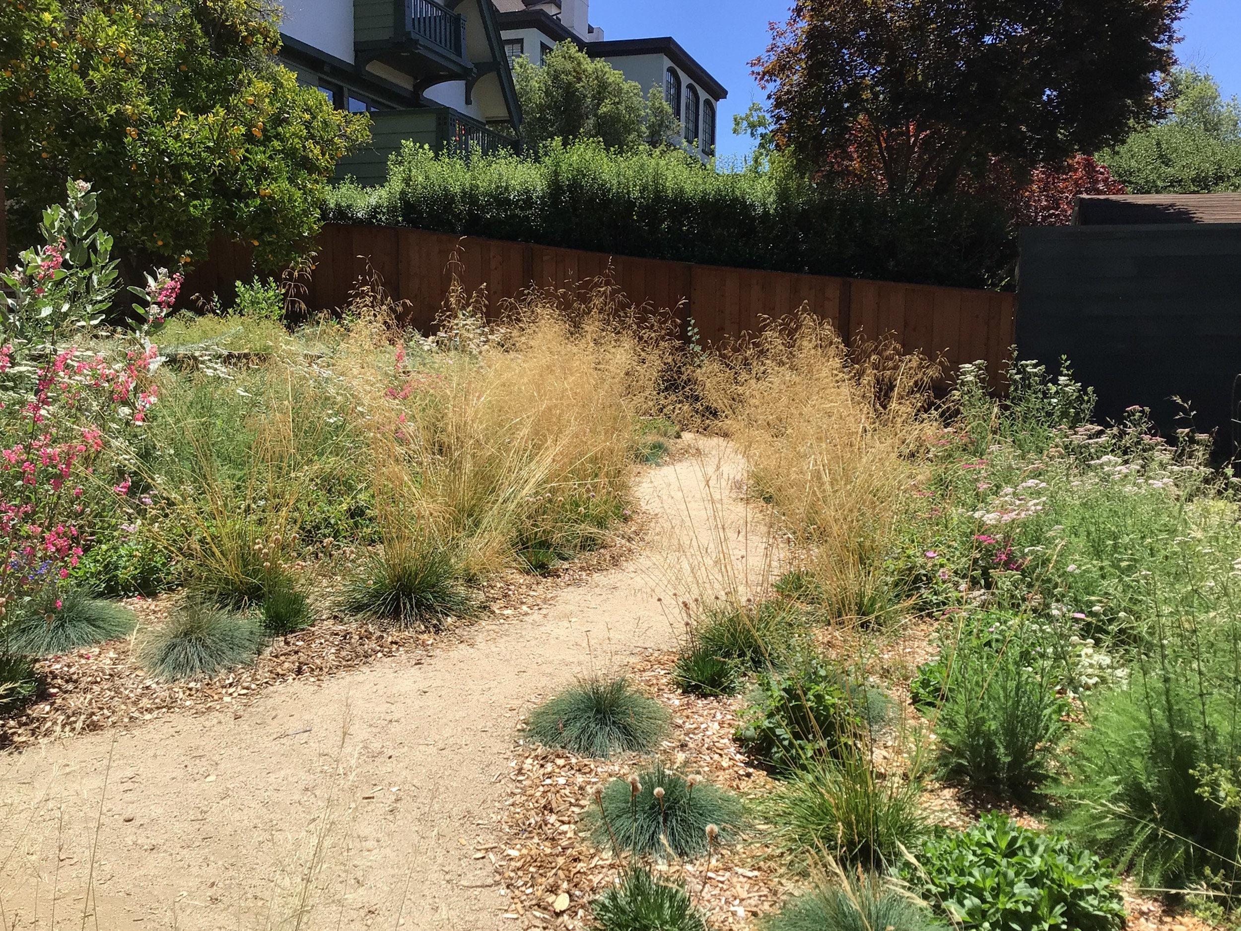 A wild california native meadow with bunch grass plants and a tan decomposed granite pathway.