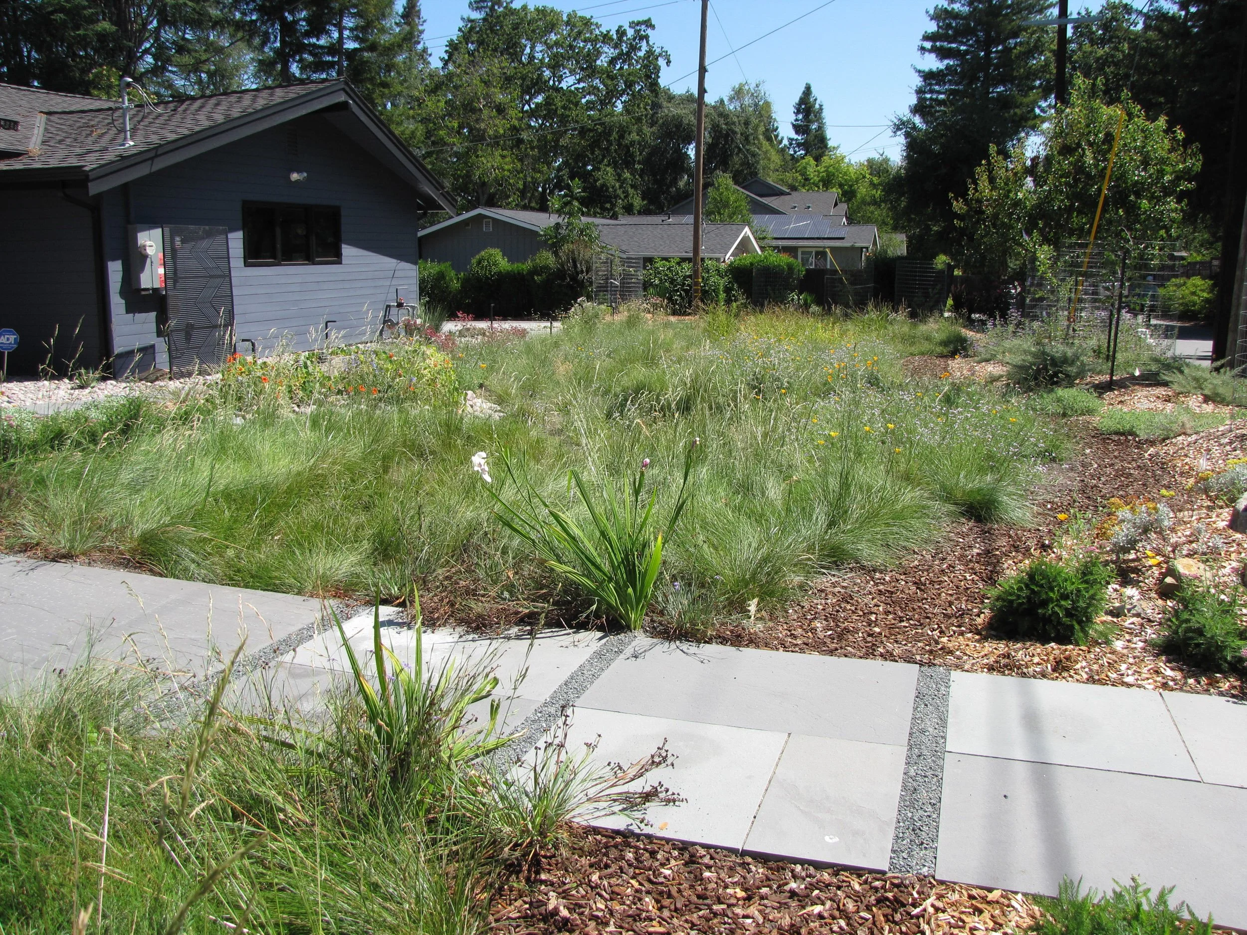A planted bioswale rain garden slows and sinks water with California native plants that can handle seasonal dryness.