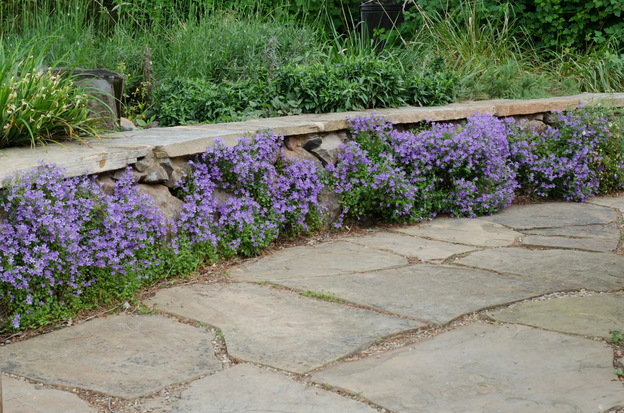 Dry stacked stone wall with flagstone bench top and california native plants in front of natural flagstone patio