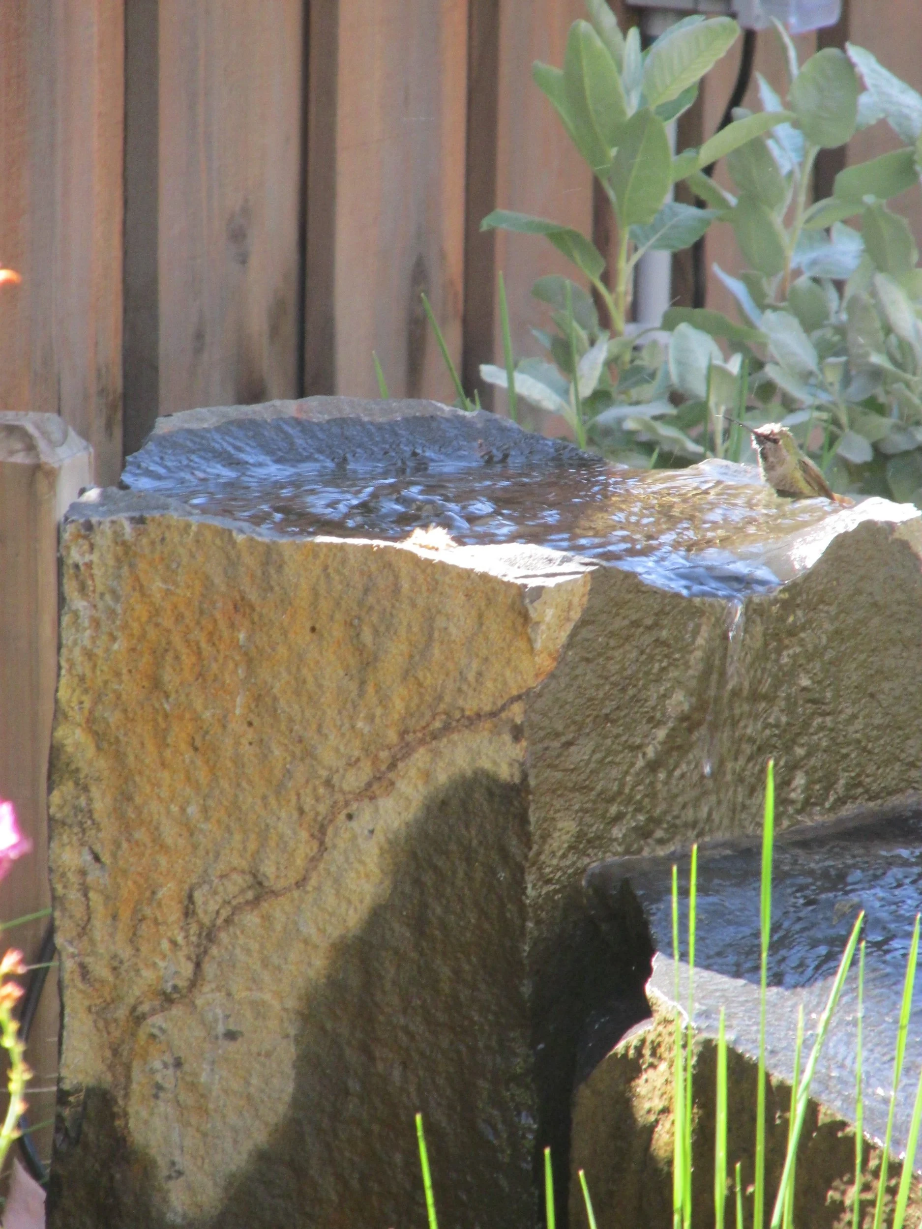 Wide stone water feature basin bird bath with hummingbird and california native plants.