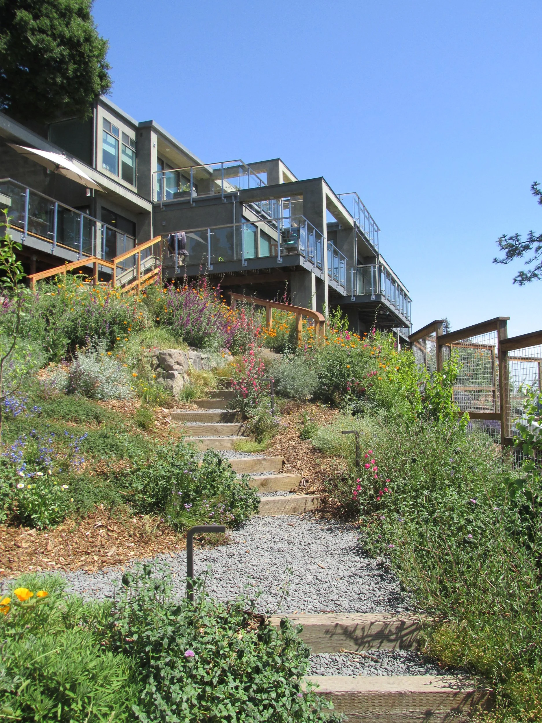 A hillside garden behind a modern residence with grey gravel pathways and timber tie steps in a california native plant garden.