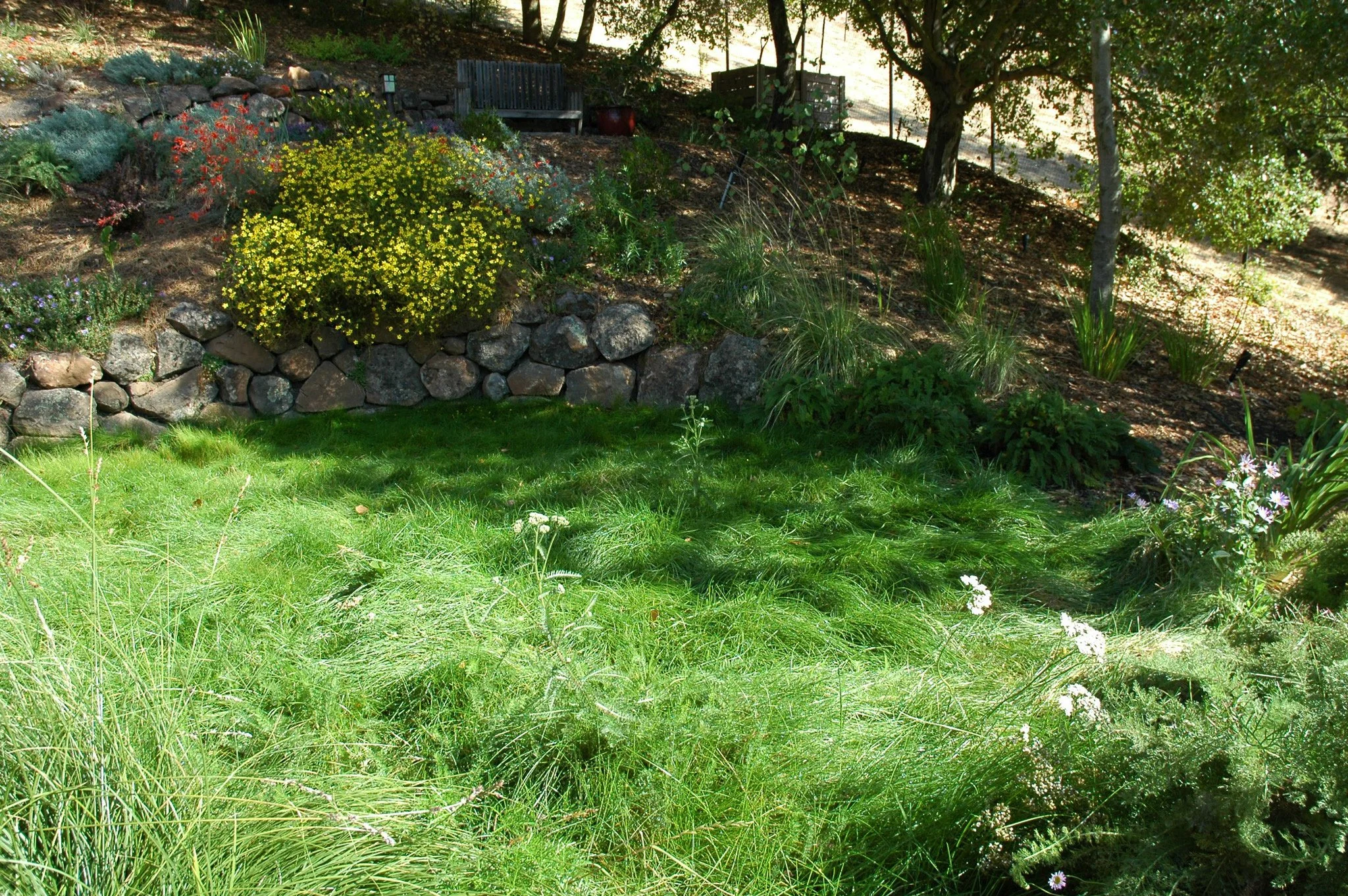 California native lawn alternative meadow grass in a residential garden.