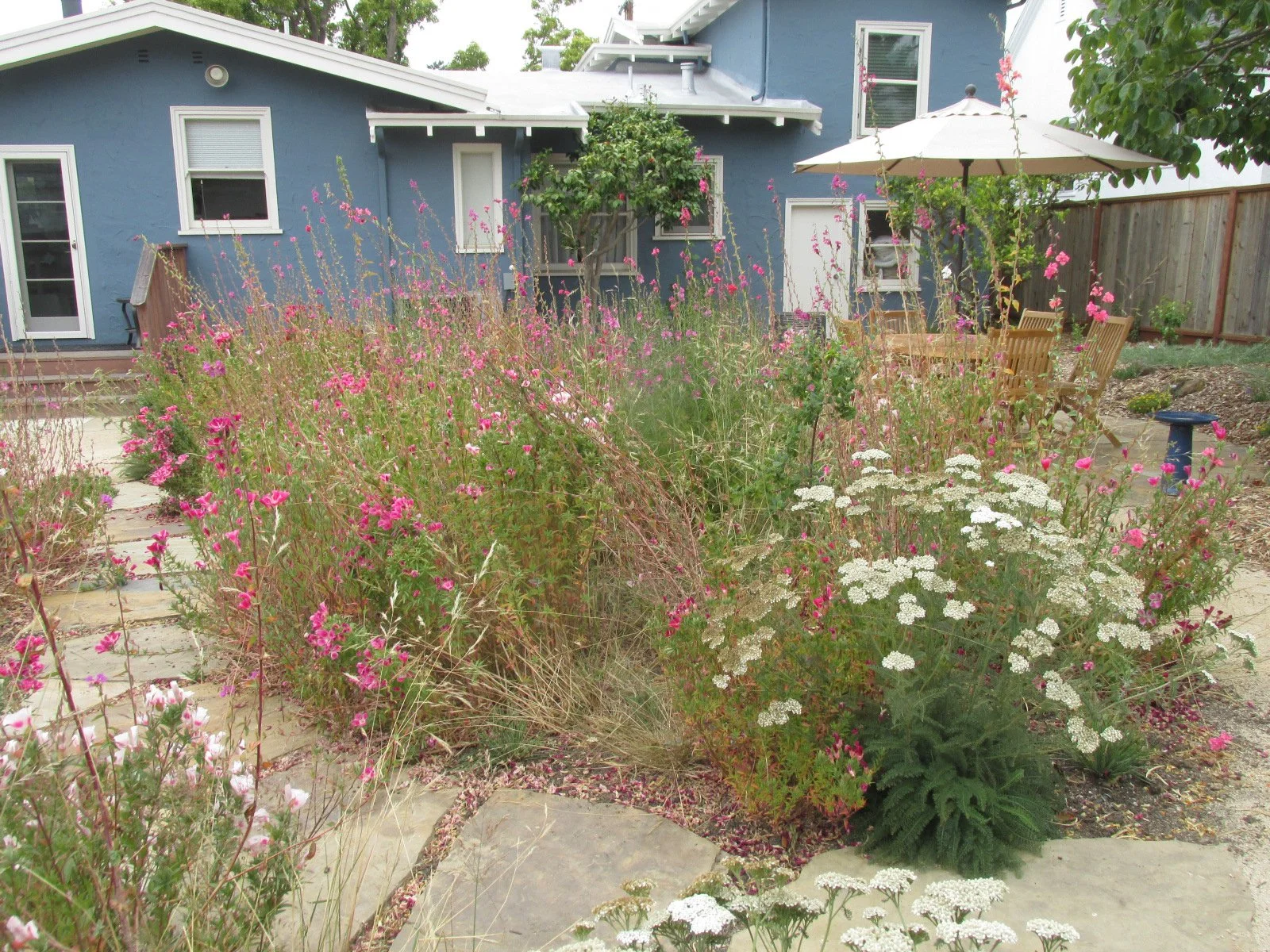 A wild organic natural california native meadow with pink and white wildflowers yarrow and bunch grass along a grey flagstone pathway.