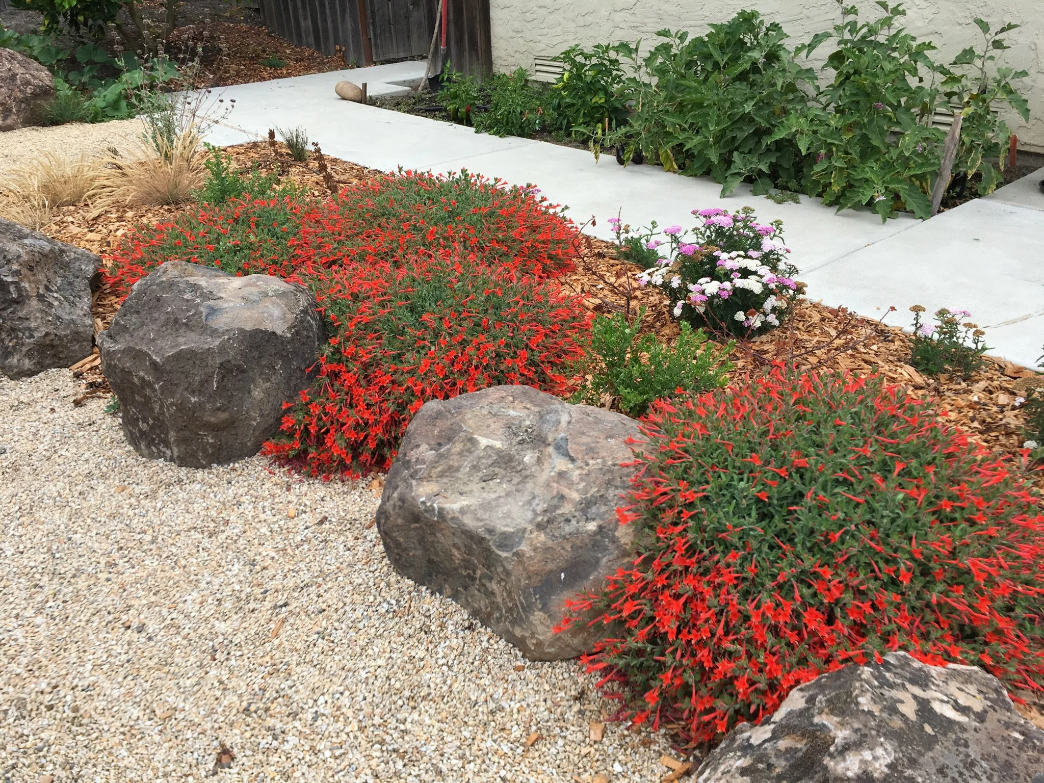 Moss rock boulders surrounded by bright red california fuchsia and yarrow next to a gravel patio in a residential garden filled with native plants.