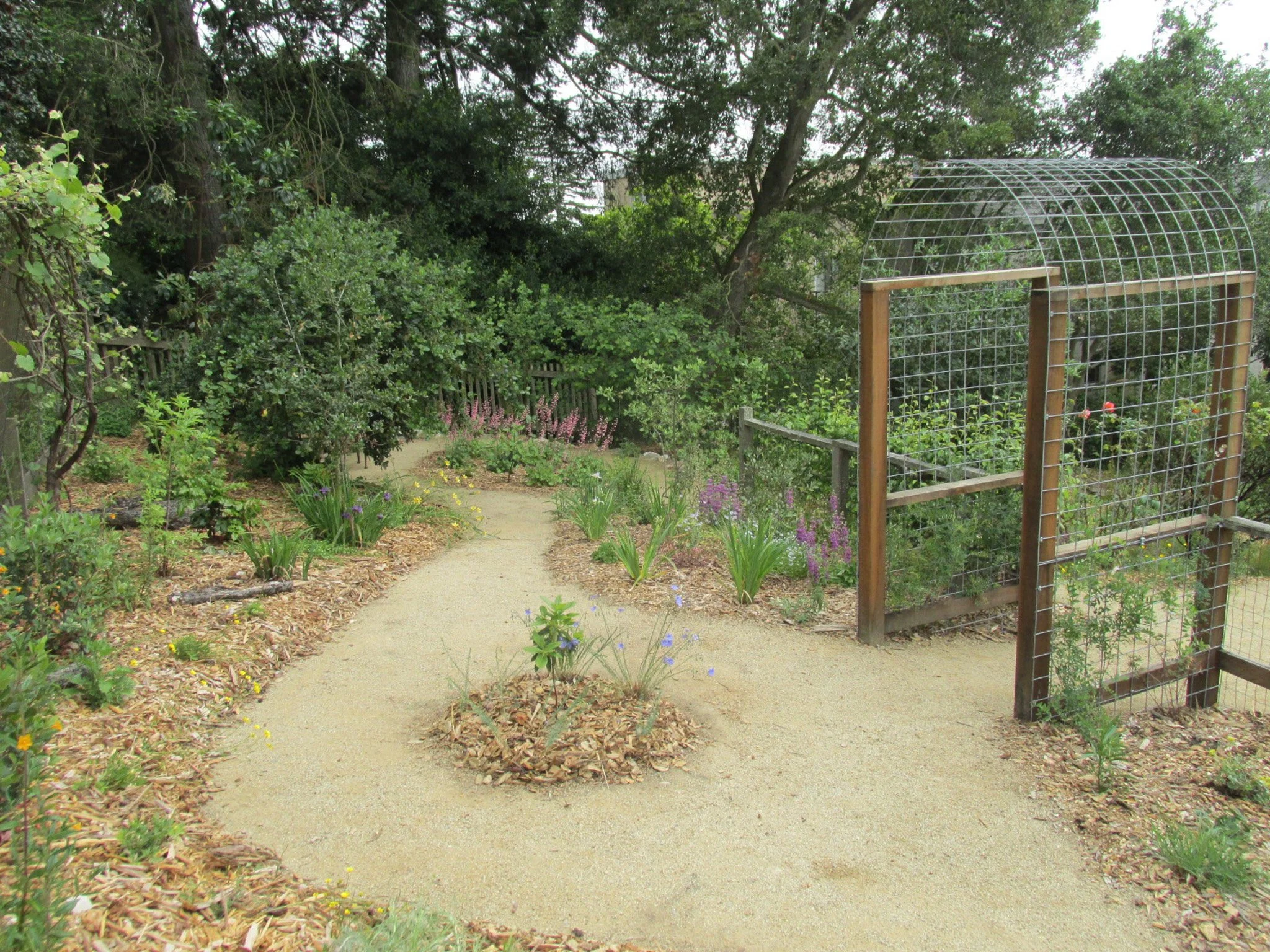 A round arbor with wood structure pergola tan dg pathway california native plant garden