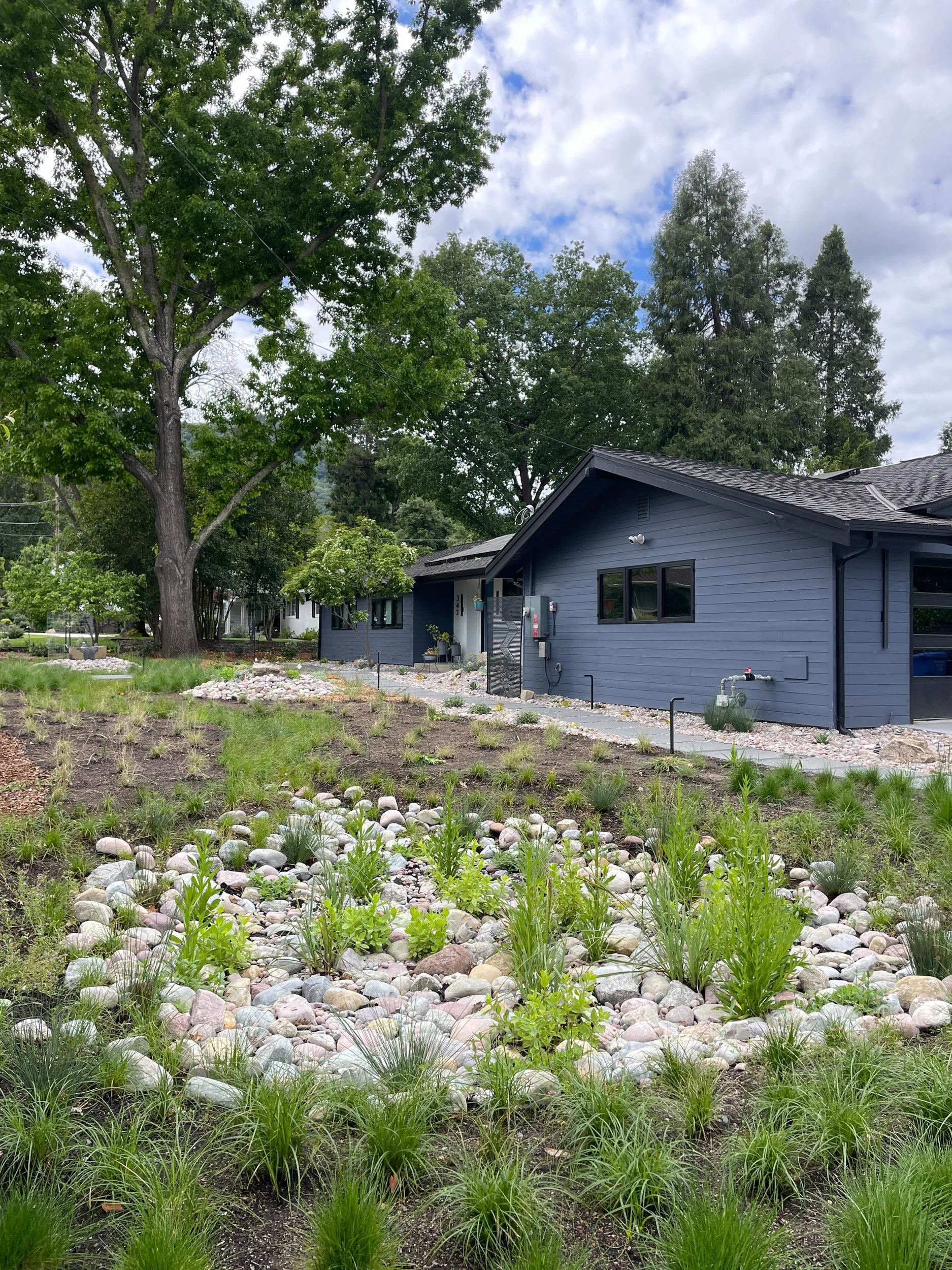 A planted bioswale to slow and sink water during a storm in this front garden california native plant landscape surrounded by a native meadow with rocks and pebbles.
