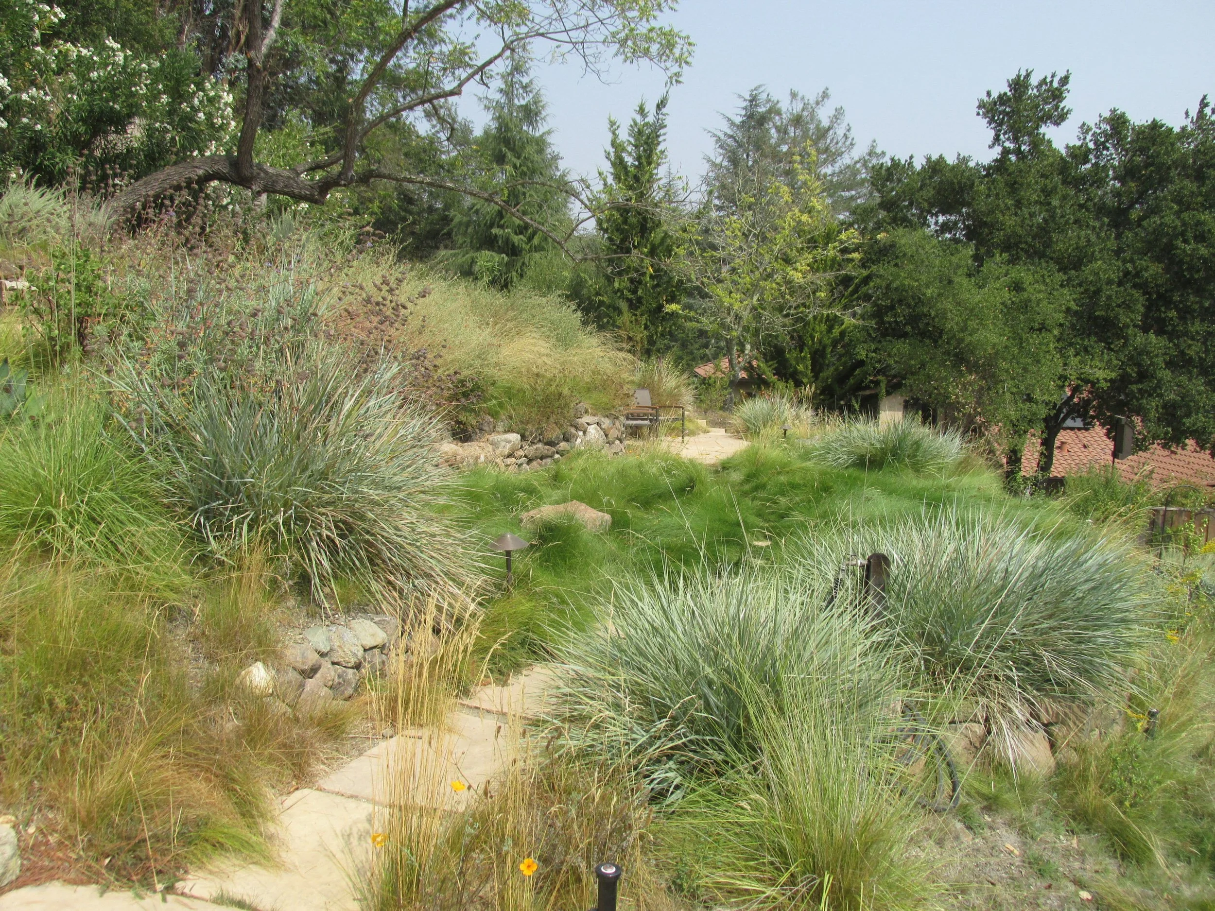 California native plant wild meadow with bunch grasses tan flagstone pathway sloped hillside