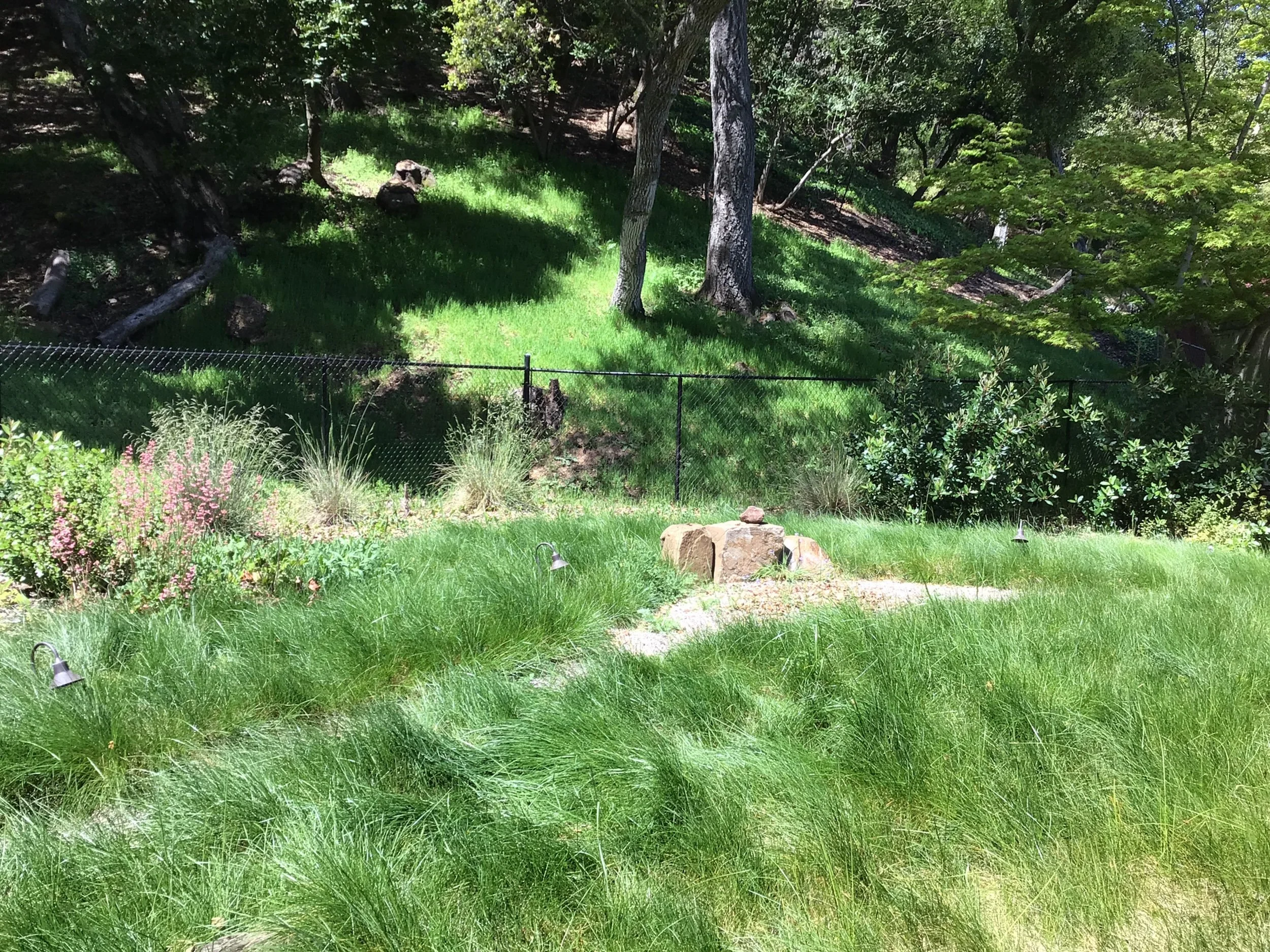 California native lawn alternative meadow grass in a residential garden.