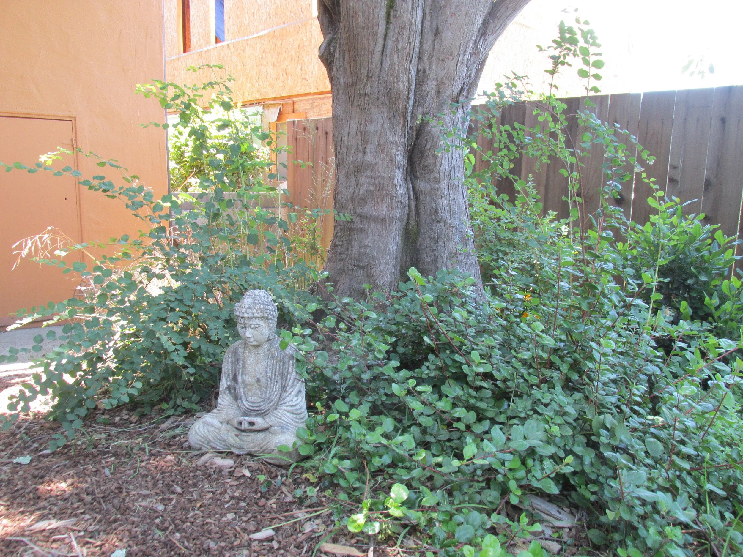 Tree with understory woodland plantings california native plants and a buddah sculpture