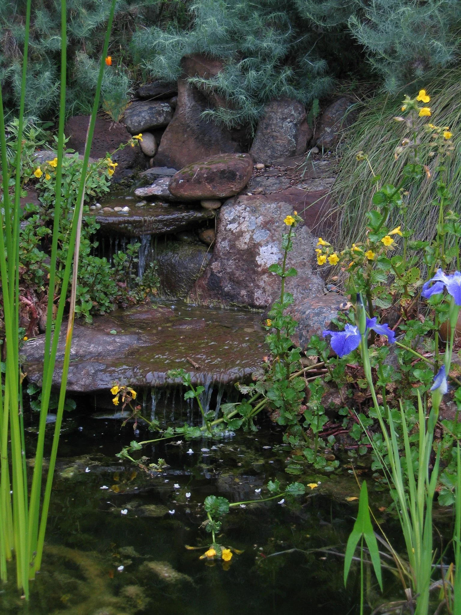 Natural rock pond water feature residential garden with california native plants.
