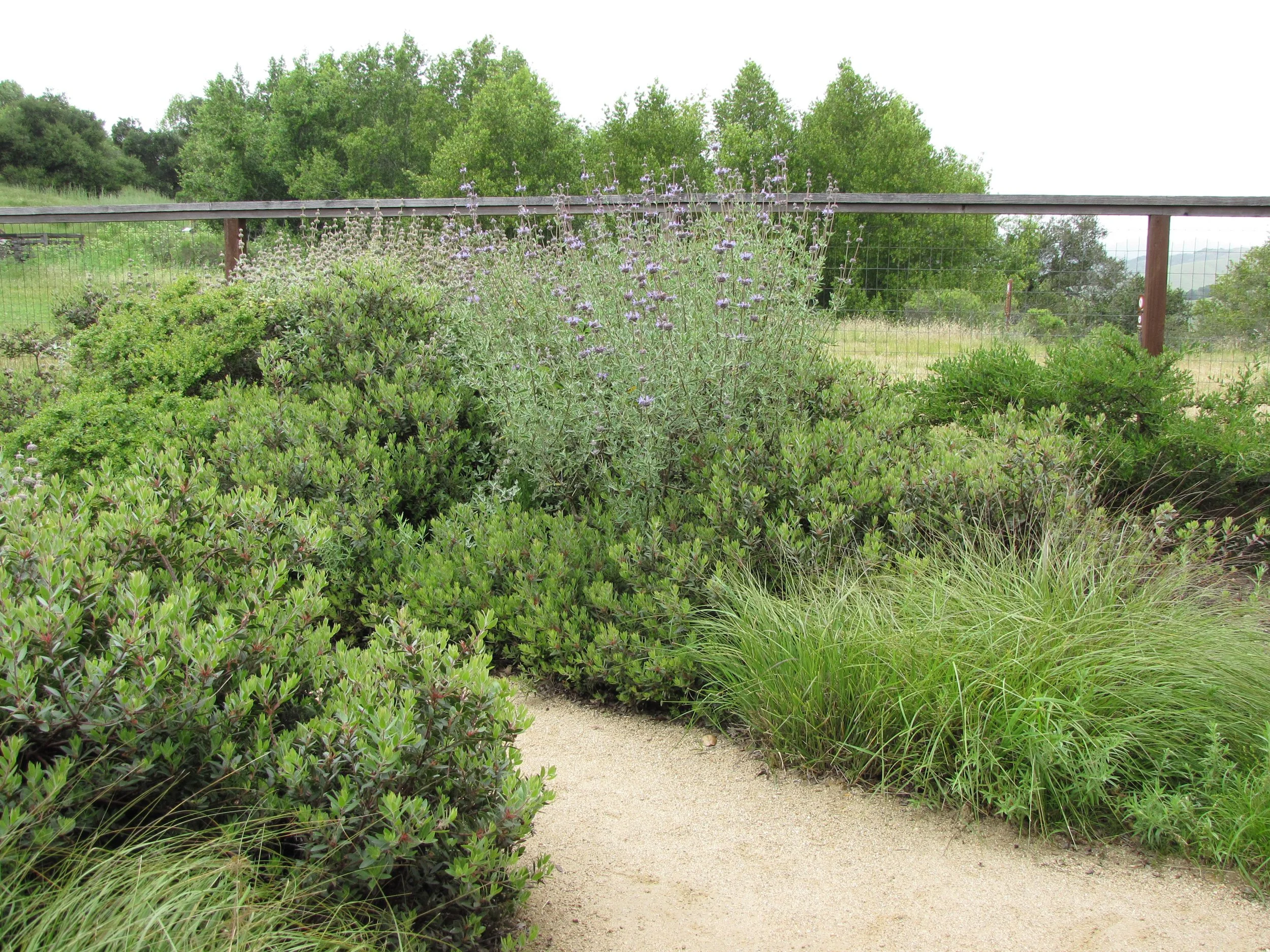 California native plant hedgerow including sage and coffeberry