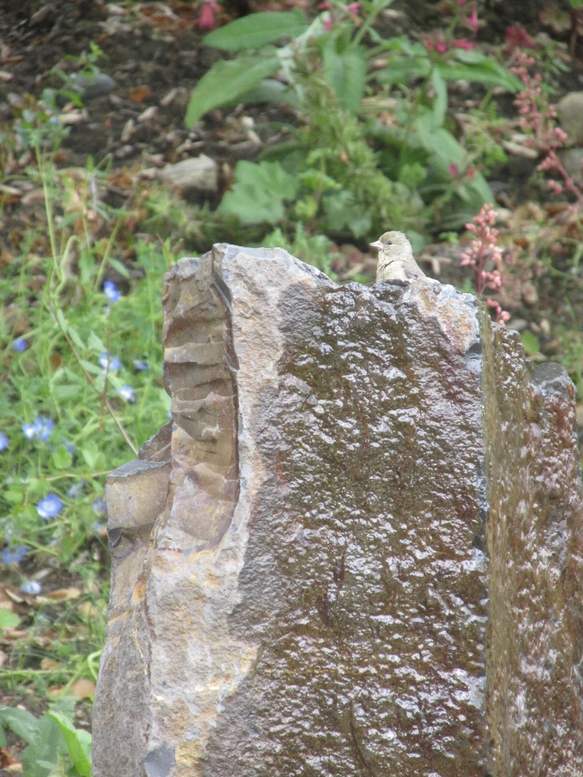 Natural stone water feature with california song bird taking a bath.