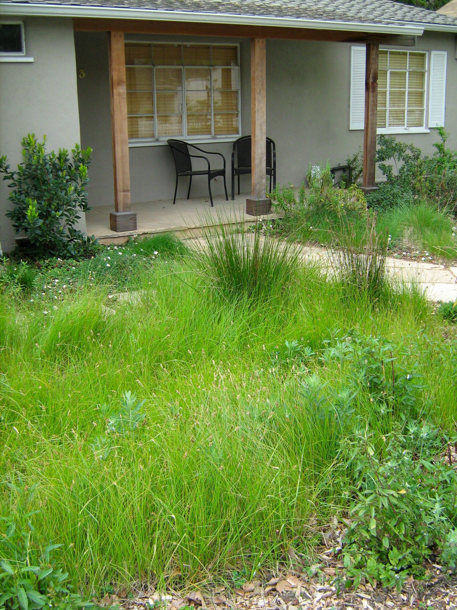 A california native grass meadow lawn alternative in front of a residential home landscape.