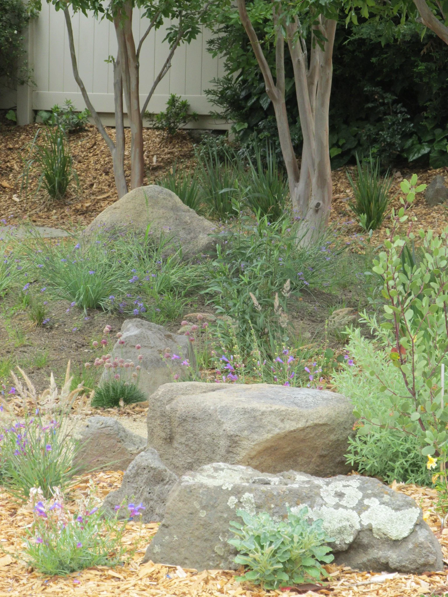 Large grey boulders surrounded by california native plants and mulch.