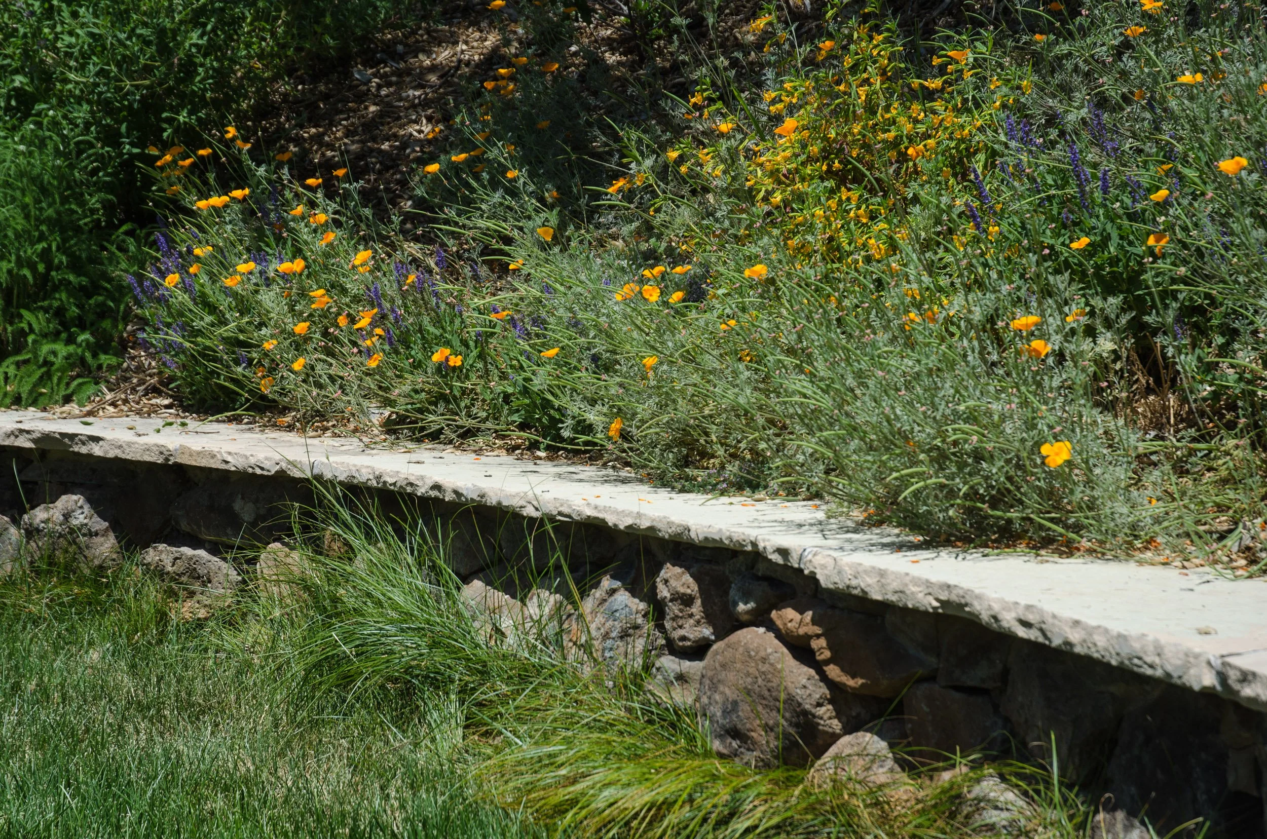 Dry stacked stone wall with flagstone bench top and california native plants