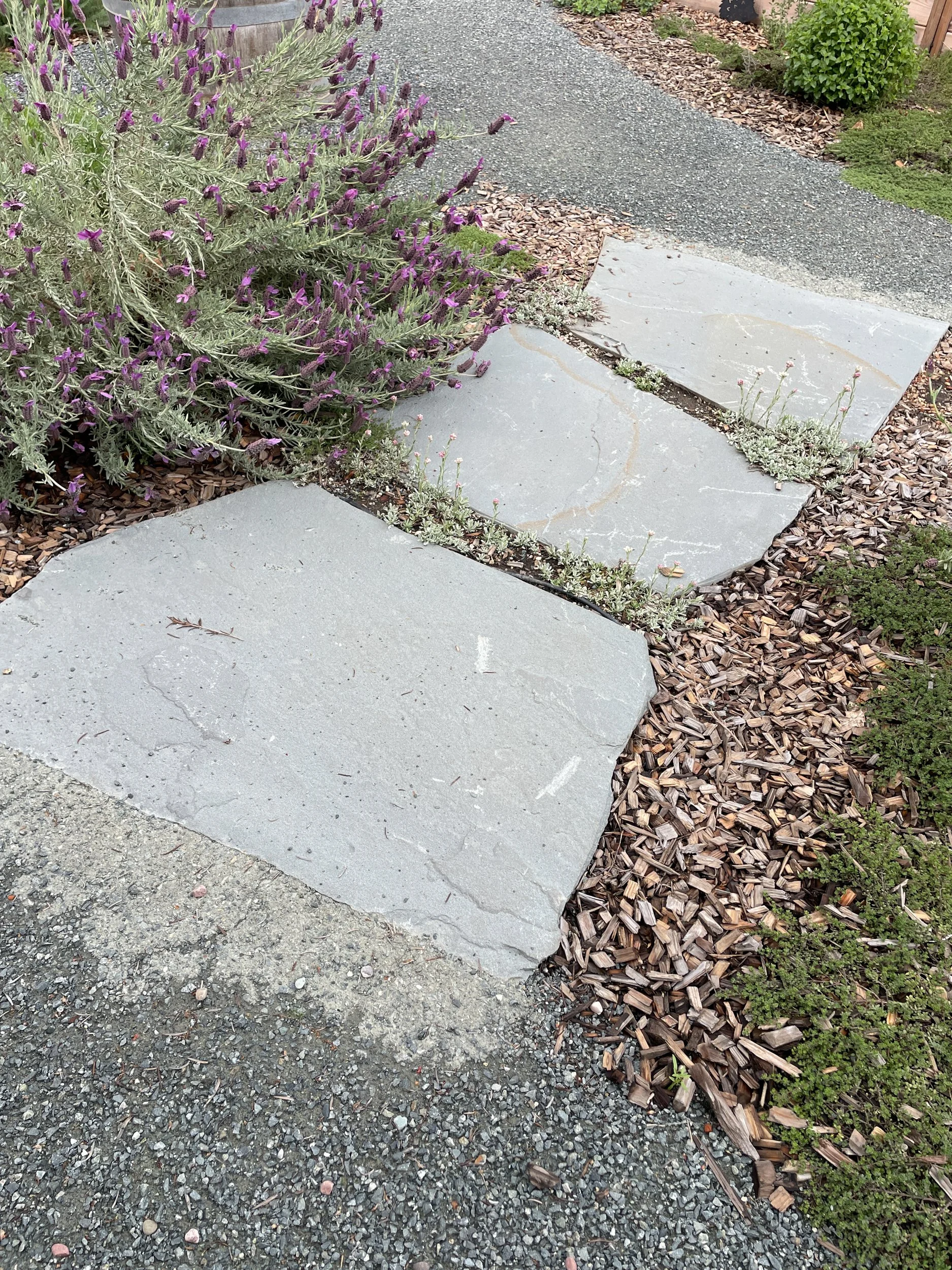 Residential garden design california native plants ecological landscape waterwise edible plants DG pathway decomposed granite cottage garden east bay danville flagstone paving pathway