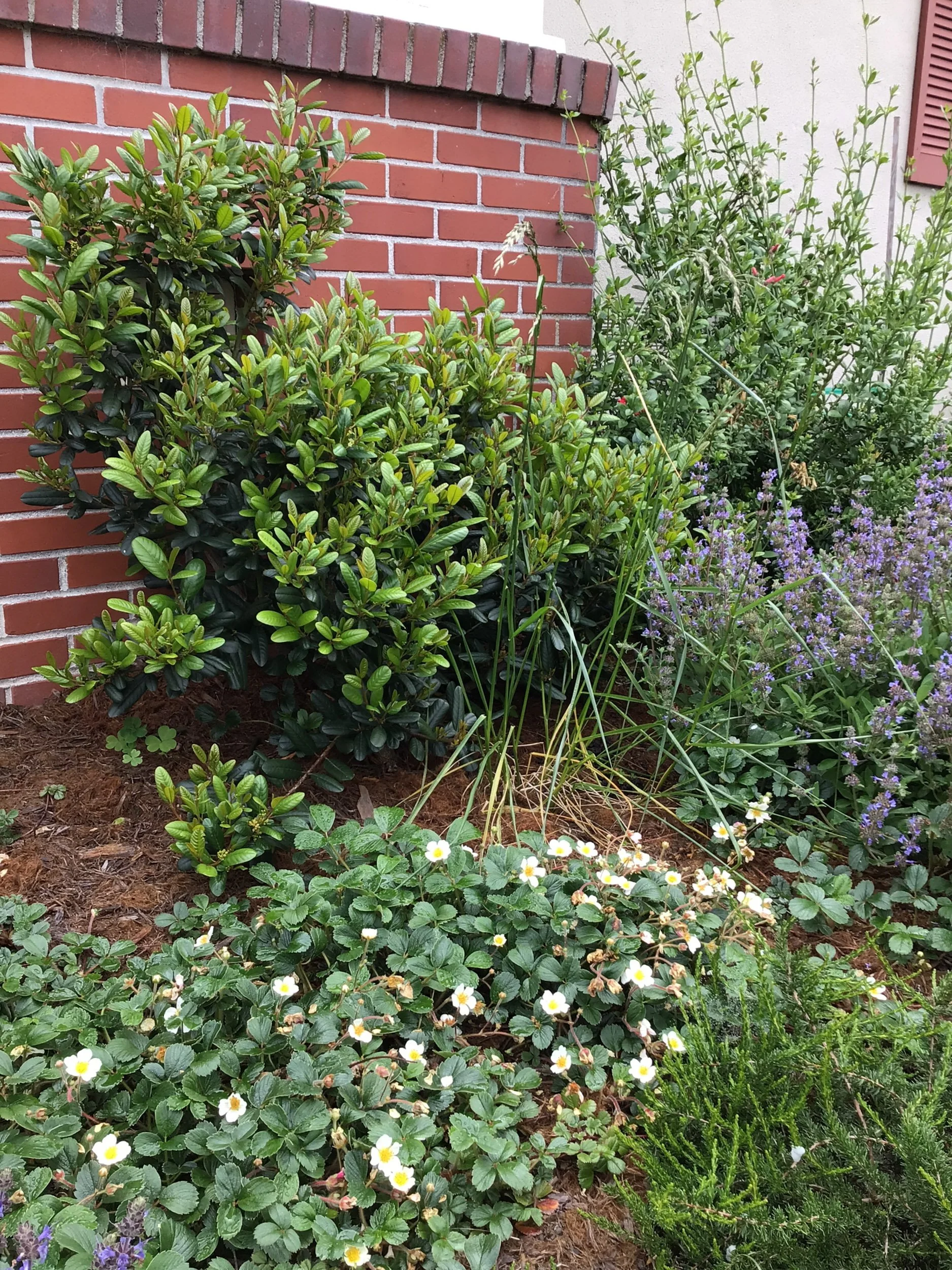 Front residential california native plant garden with groundcover coastal strawberry fragaria chiloensis, coffeeberry, sage
