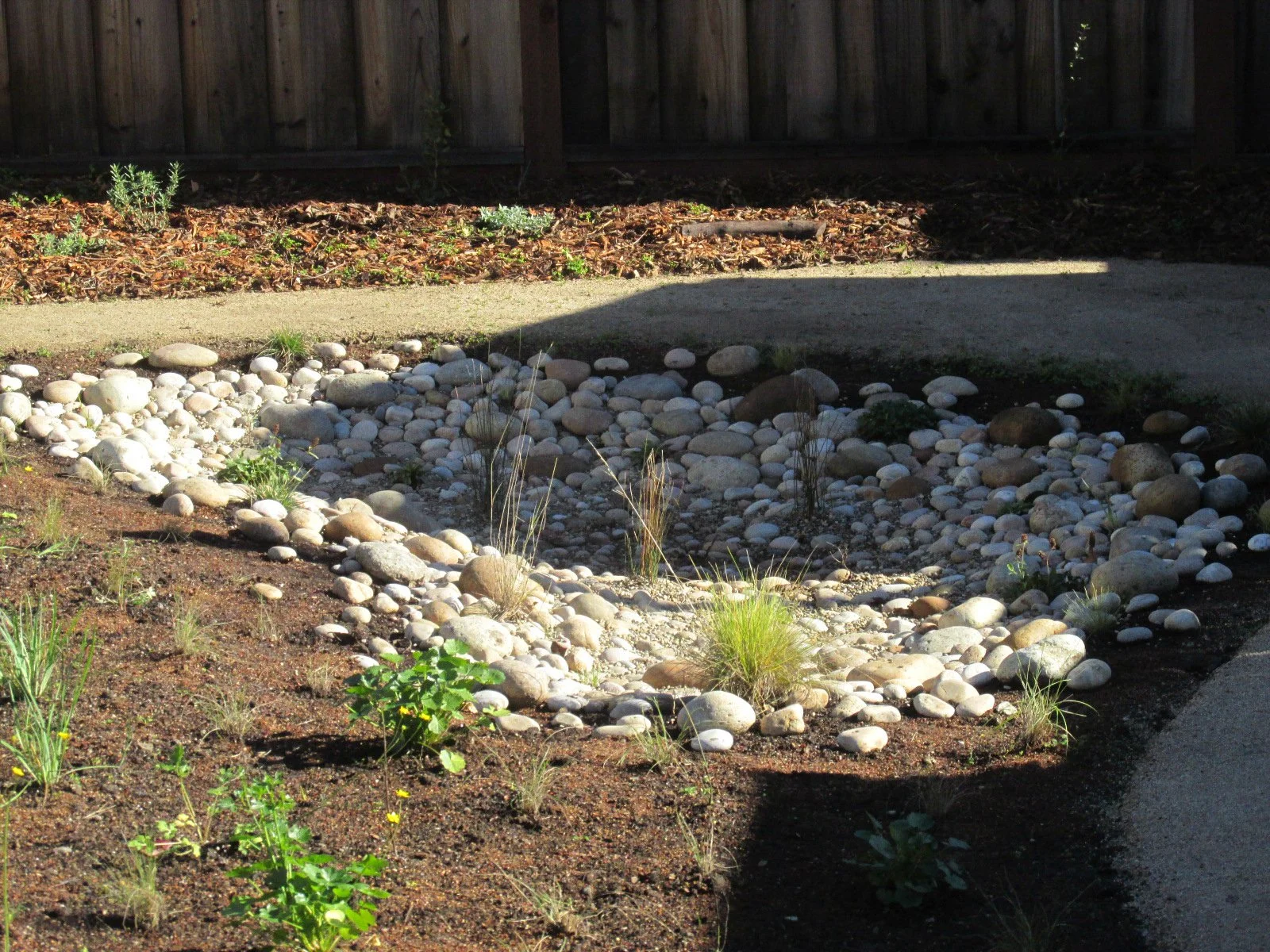 A planted bioswale to slow and sink water during a storm in this california native plant landscape residential garden. Rocks and pebbles add a natural look.